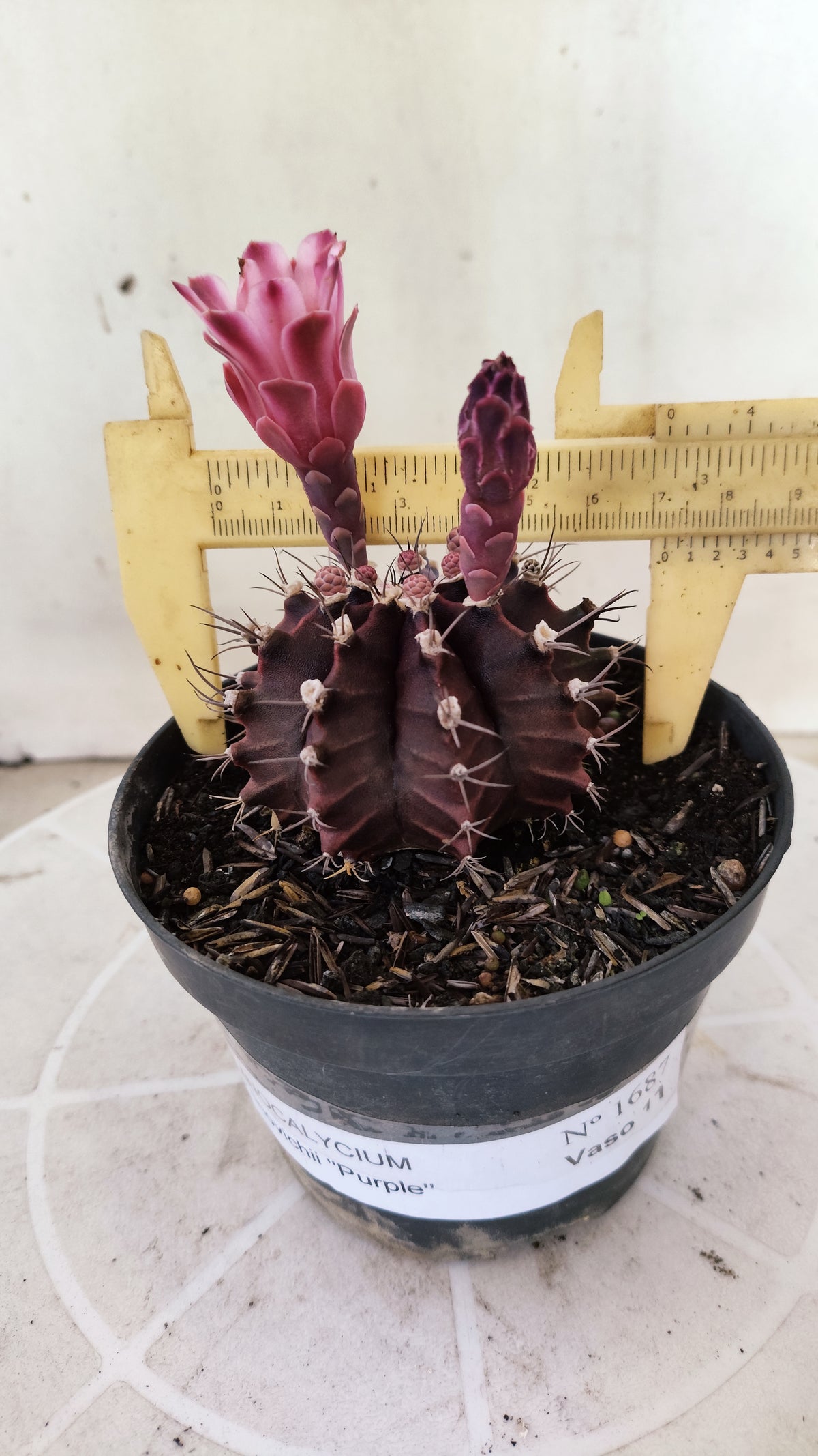 GYMNOCALYCIUM Mihanovichii Purple Nº 1687 – vaso 11