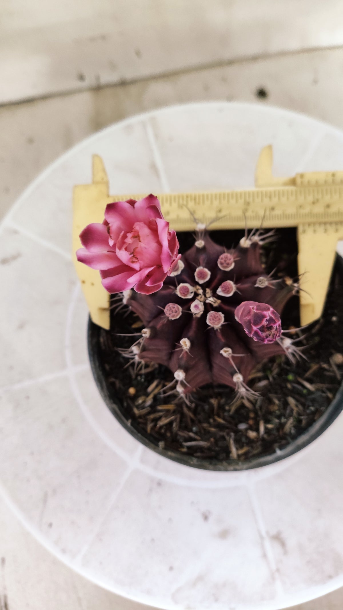 GYMNOCALYCIUM Mihanovichii Purple Nº 1687 – vaso 11