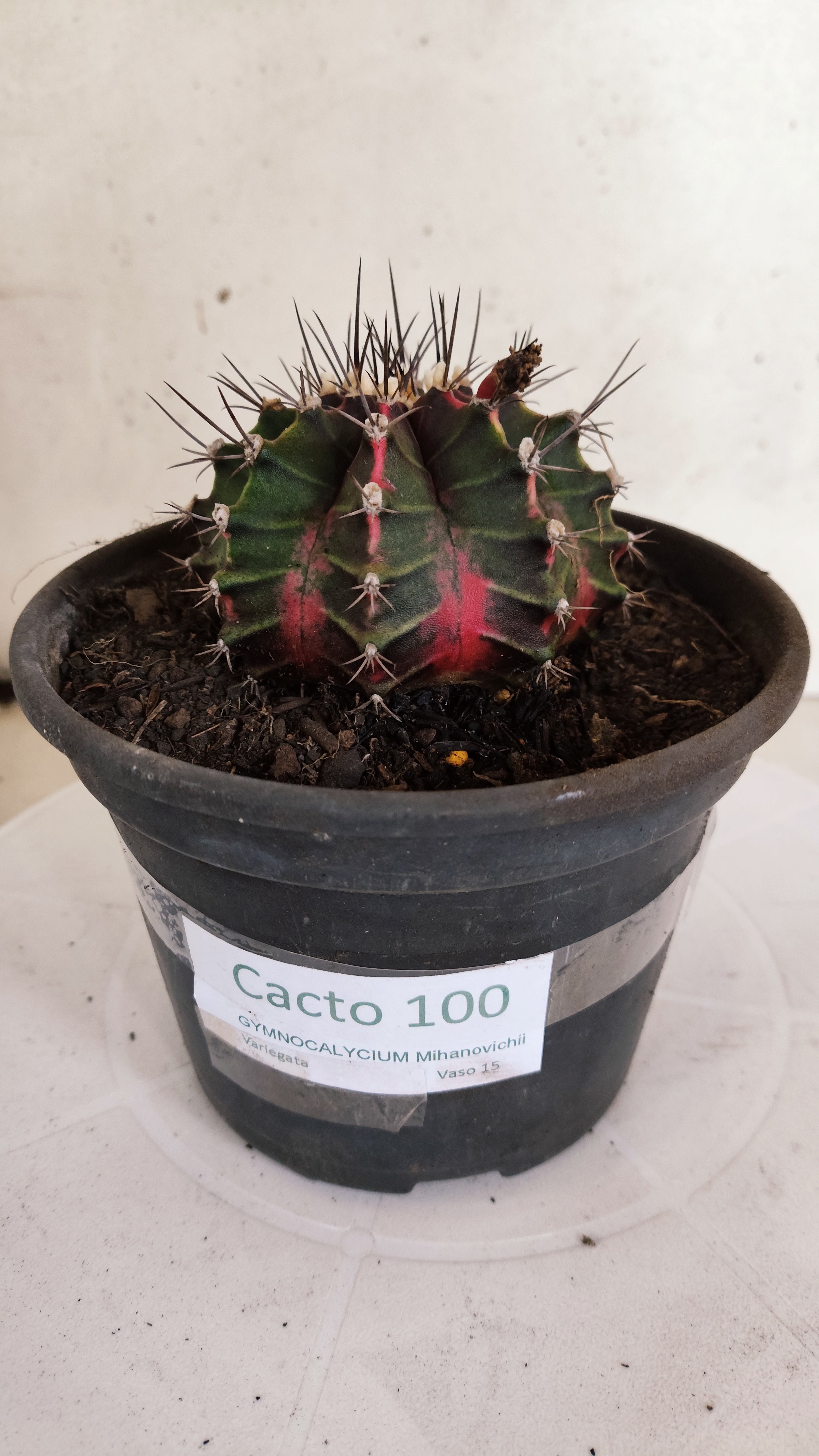 GYMNOCALYCIUM Mihanovichii "Variegata" Nº 100 – vaso 15