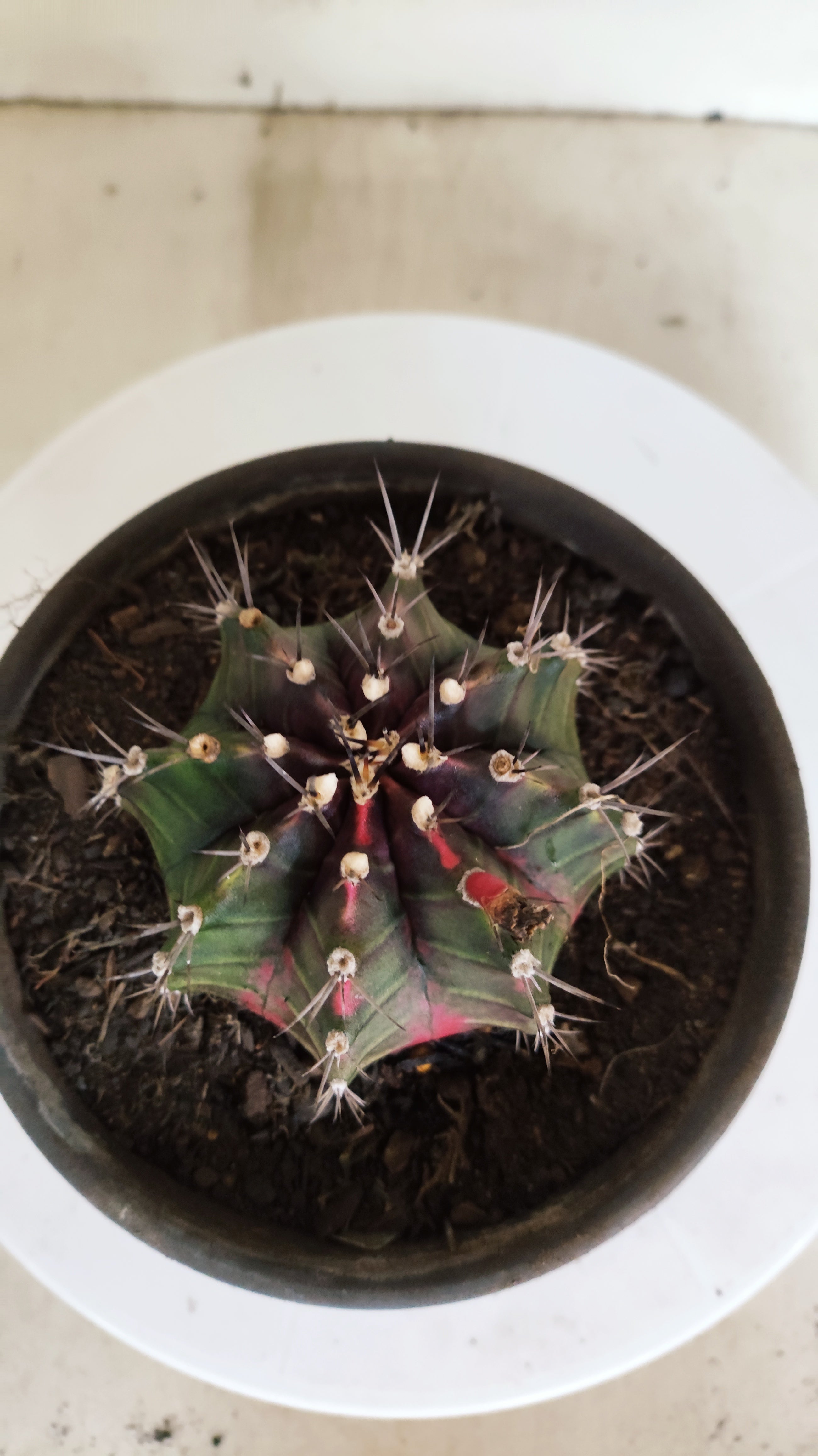 GYMNOCALYCIUM Mihanovichii "Variegata" Nº 100 – vaso 15