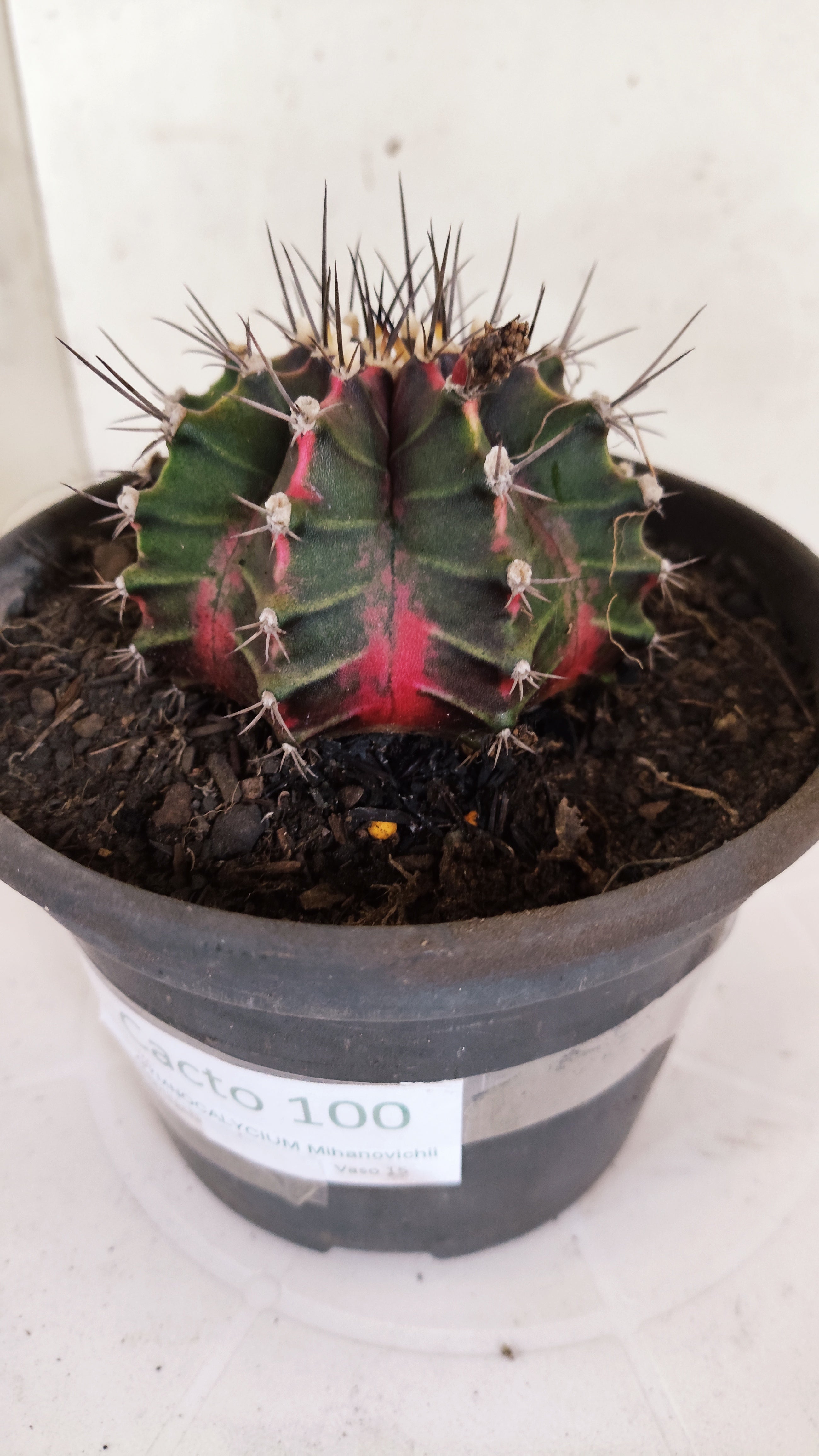 GYMNOCALYCIUM Mihanovichii "Variegata" Nº 100 – vaso 15