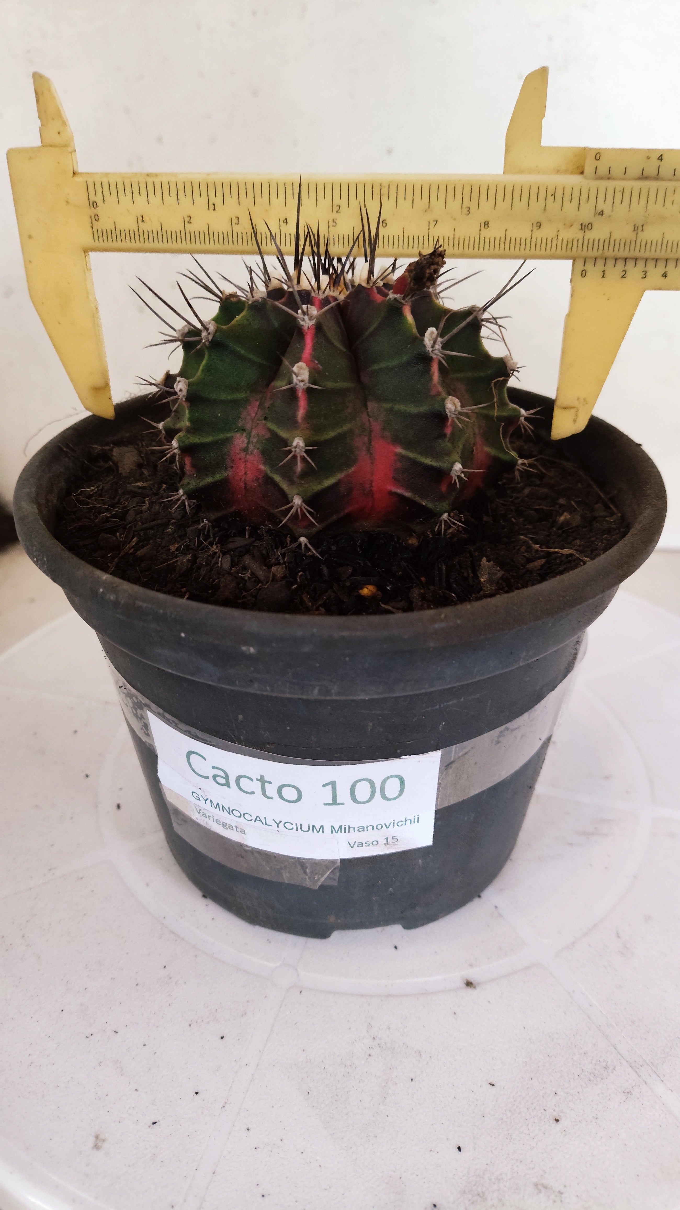 GYMNOCALYCIUM Mihanovichii "Variegata" Nº 100 – vaso 15