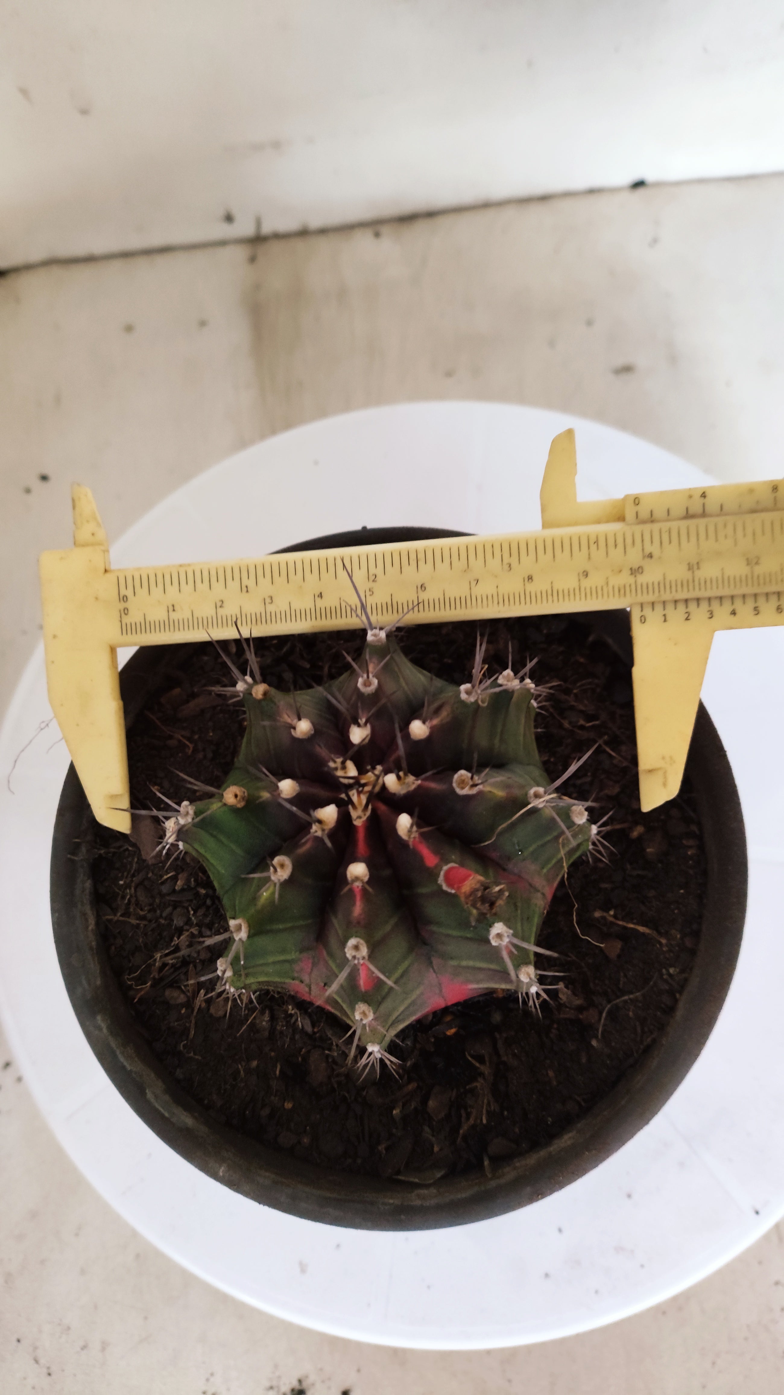 GYMNOCALYCIUM Mihanovichii "Variegata" Nº 100 – vaso 15