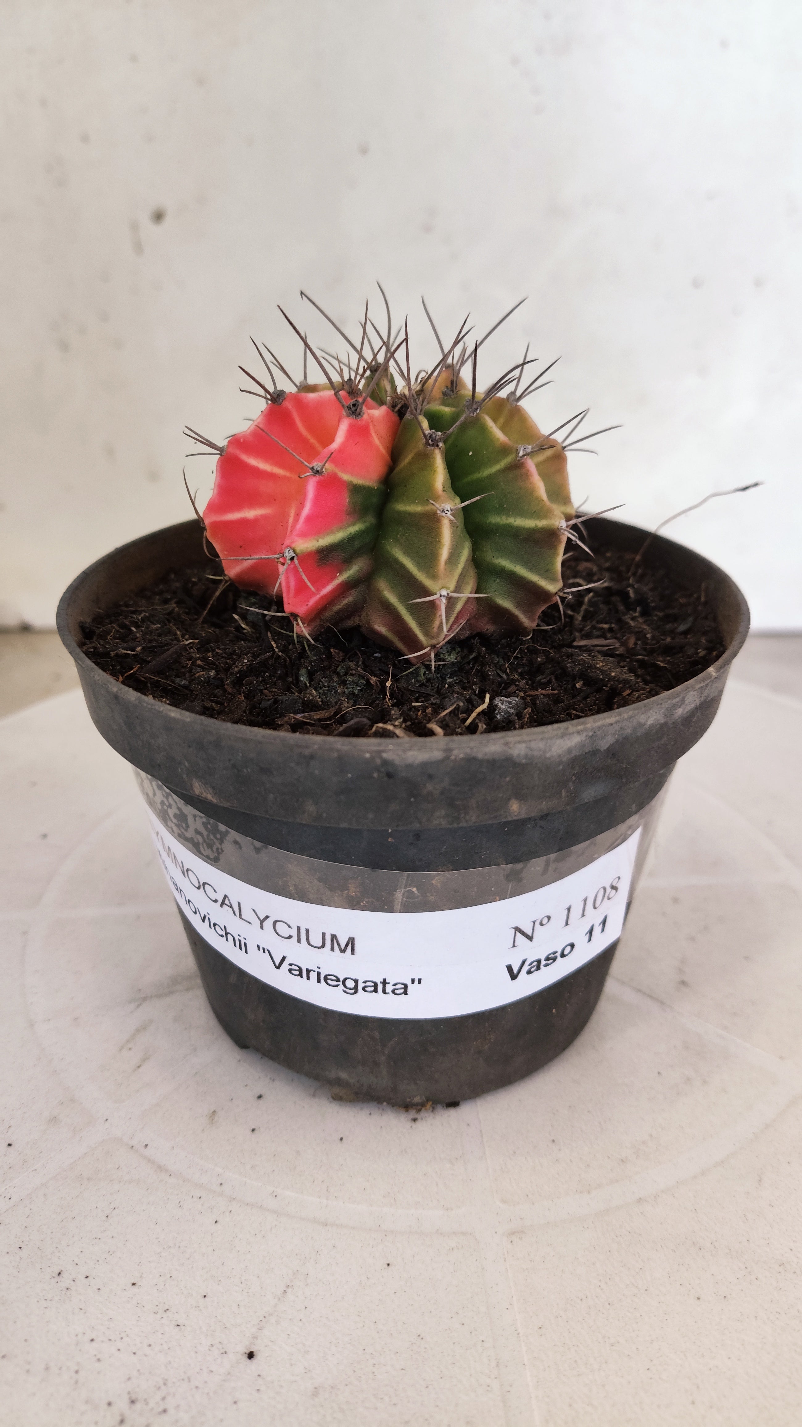 GYMNOCALYCIUM Mihanovichii "Variegata" Nº 1108 – vaso 11