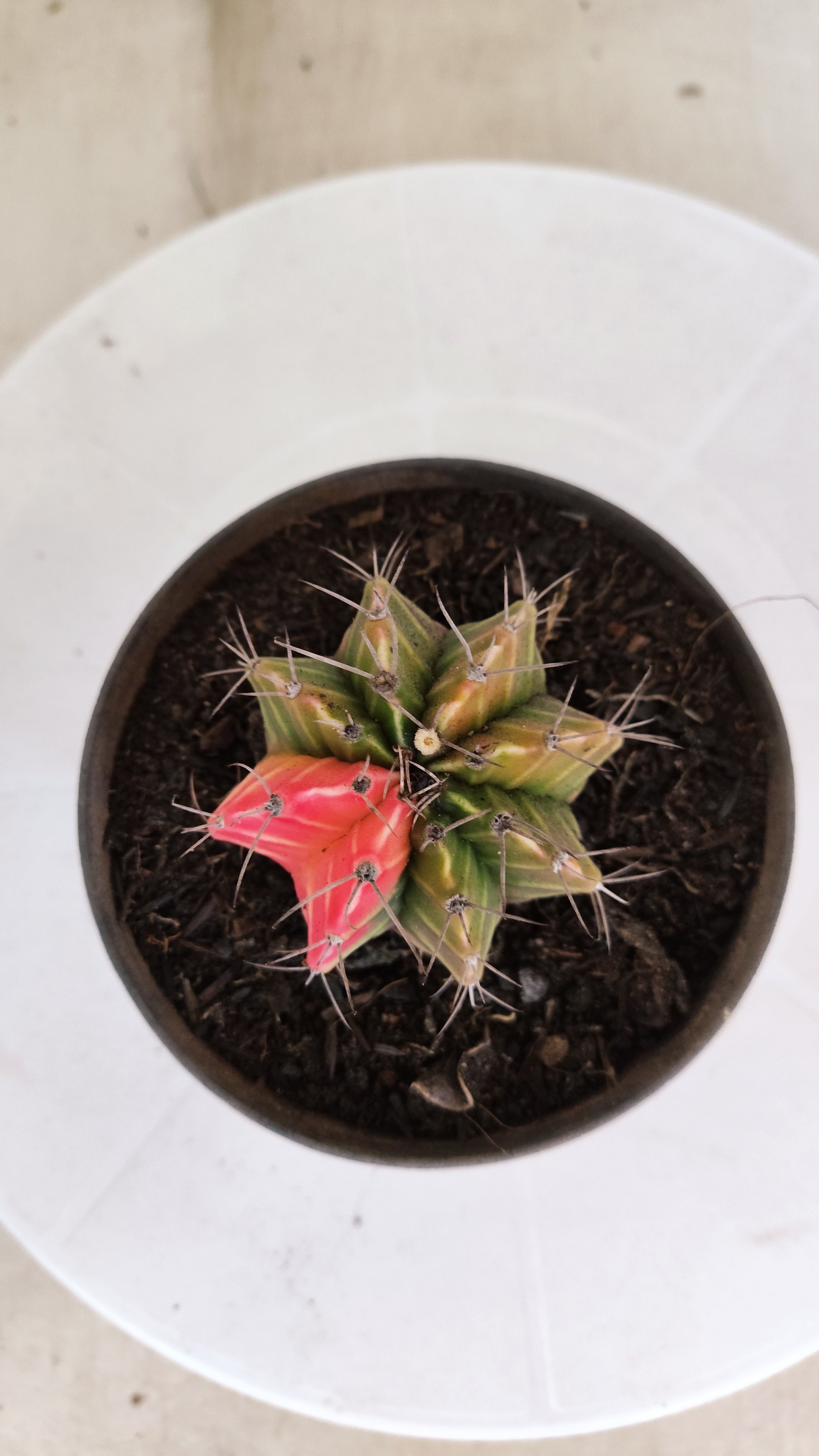 GYMNOCALYCIUM Mihanovichii "Variegata" Nº 1108 – vaso 11