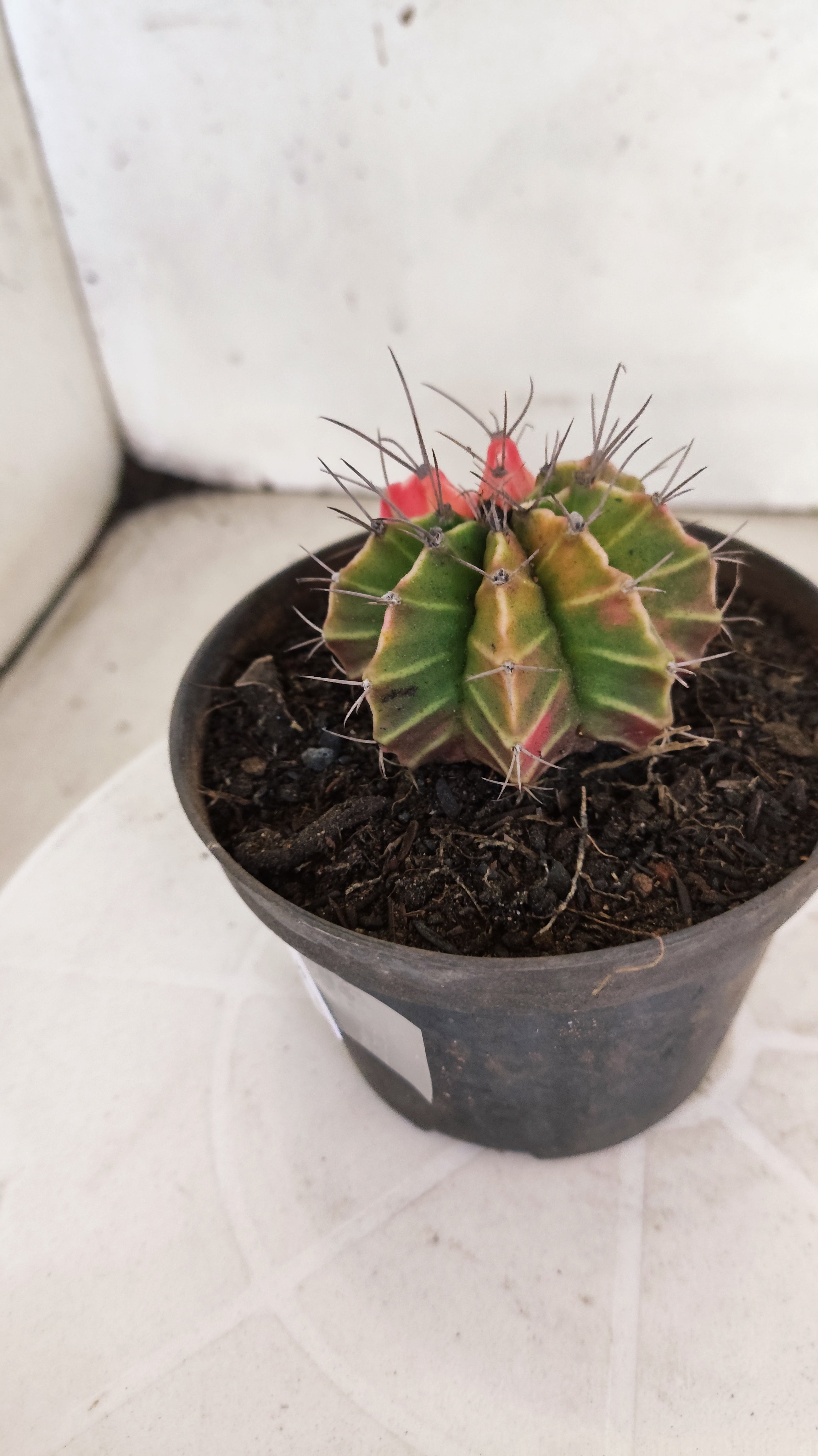 GYMNOCALYCIUM Mihanovichii "Variegata" Nº 1108 – vaso 11