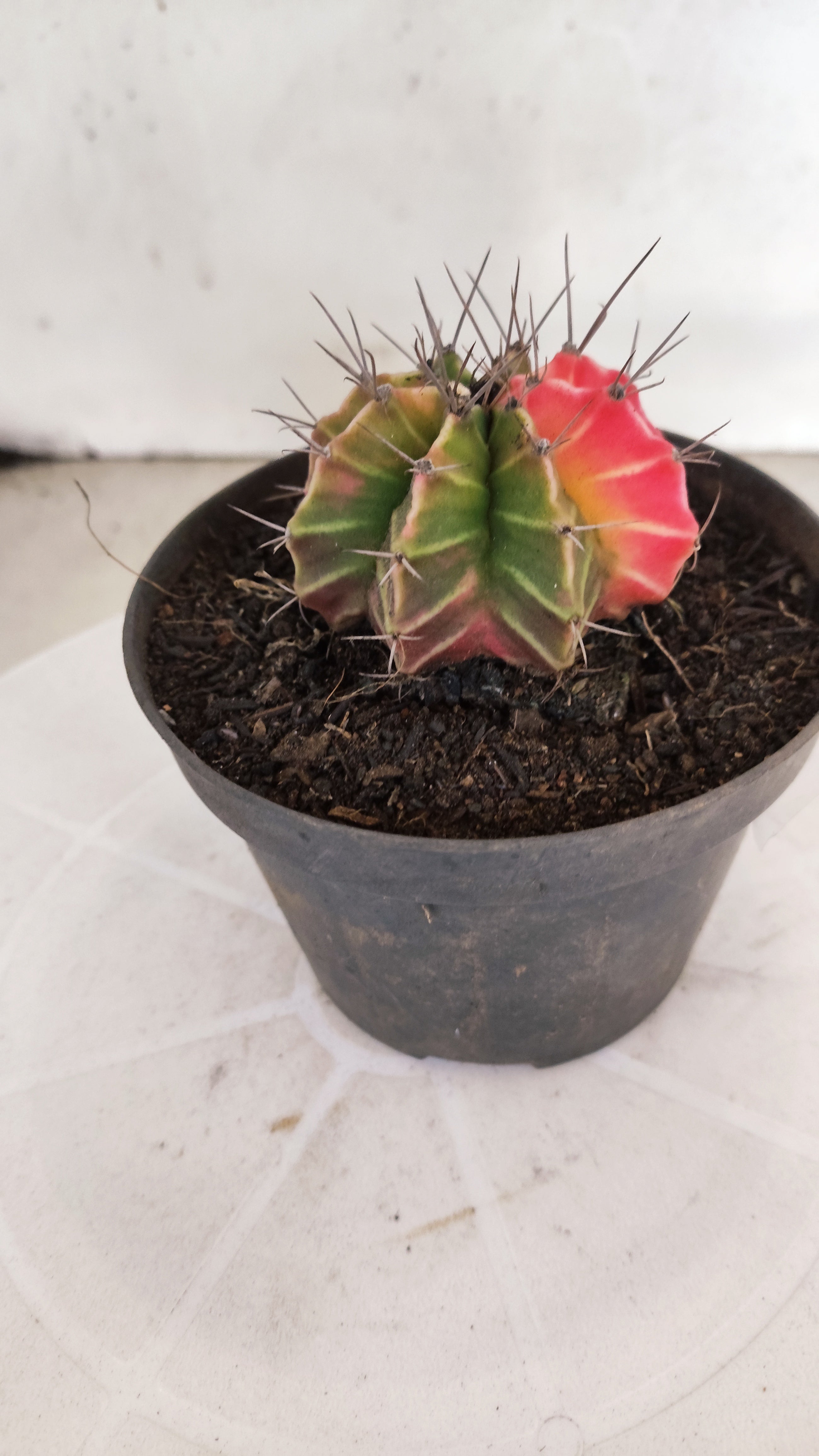 GYMNOCALYCIUM Mihanovichii "Variegata" Nº 1108 – vaso 11