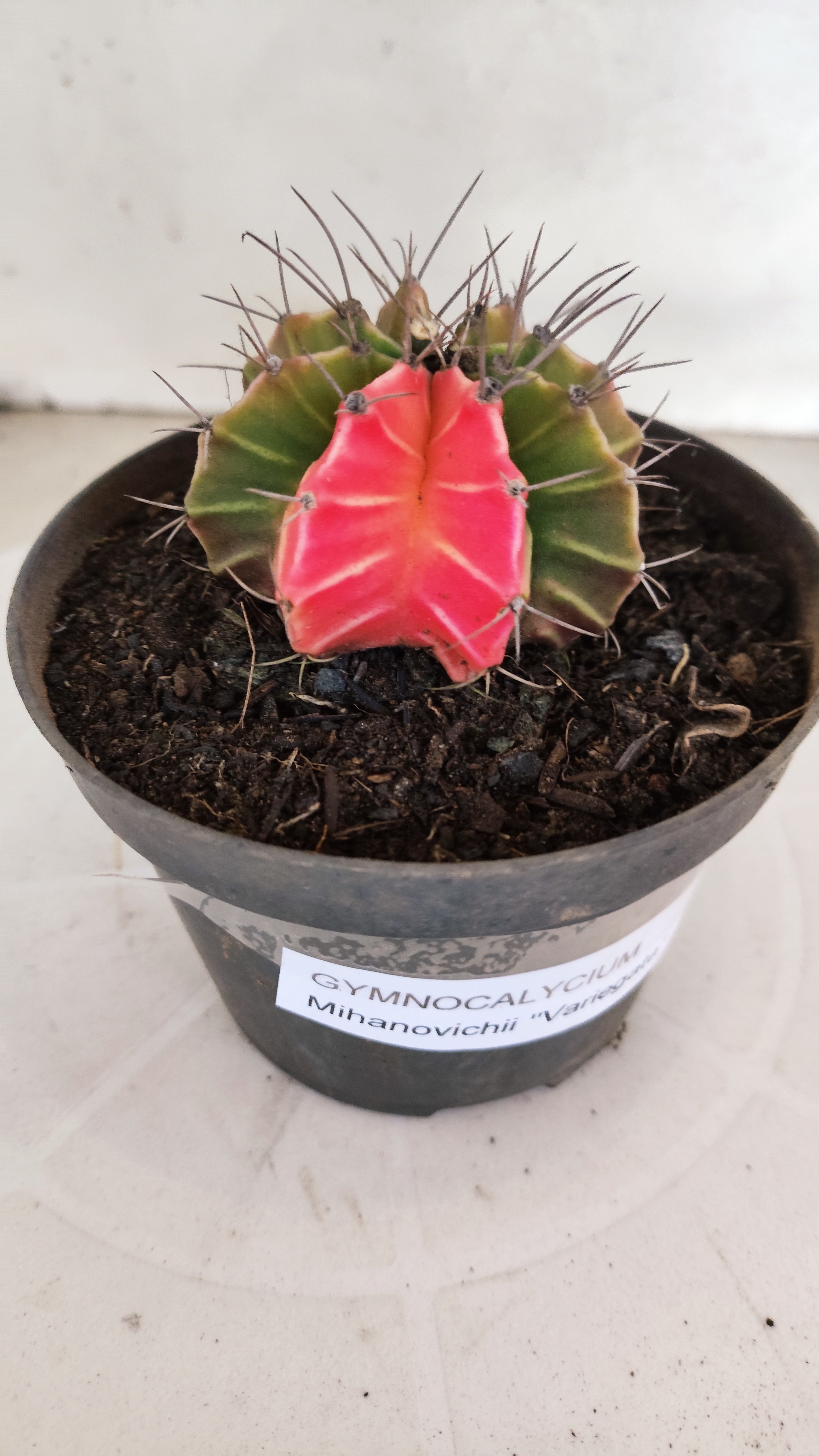 GYMNOCALYCIUM Mihanovichii "Variegata" Nº 1108 – vaso 11