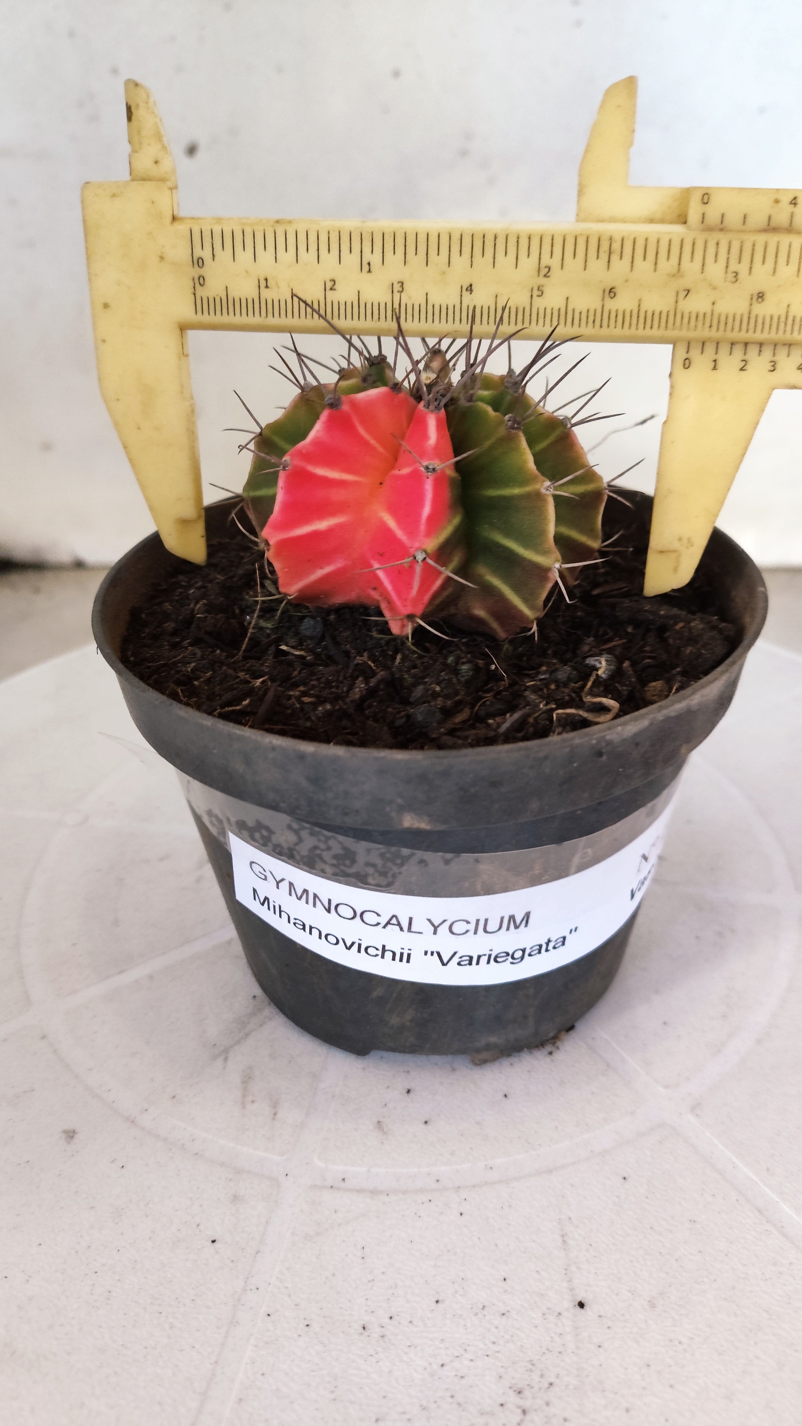 GYMNOCALYCIUM Mihanovichii "Variegata" Nº 1108 – vaso 11