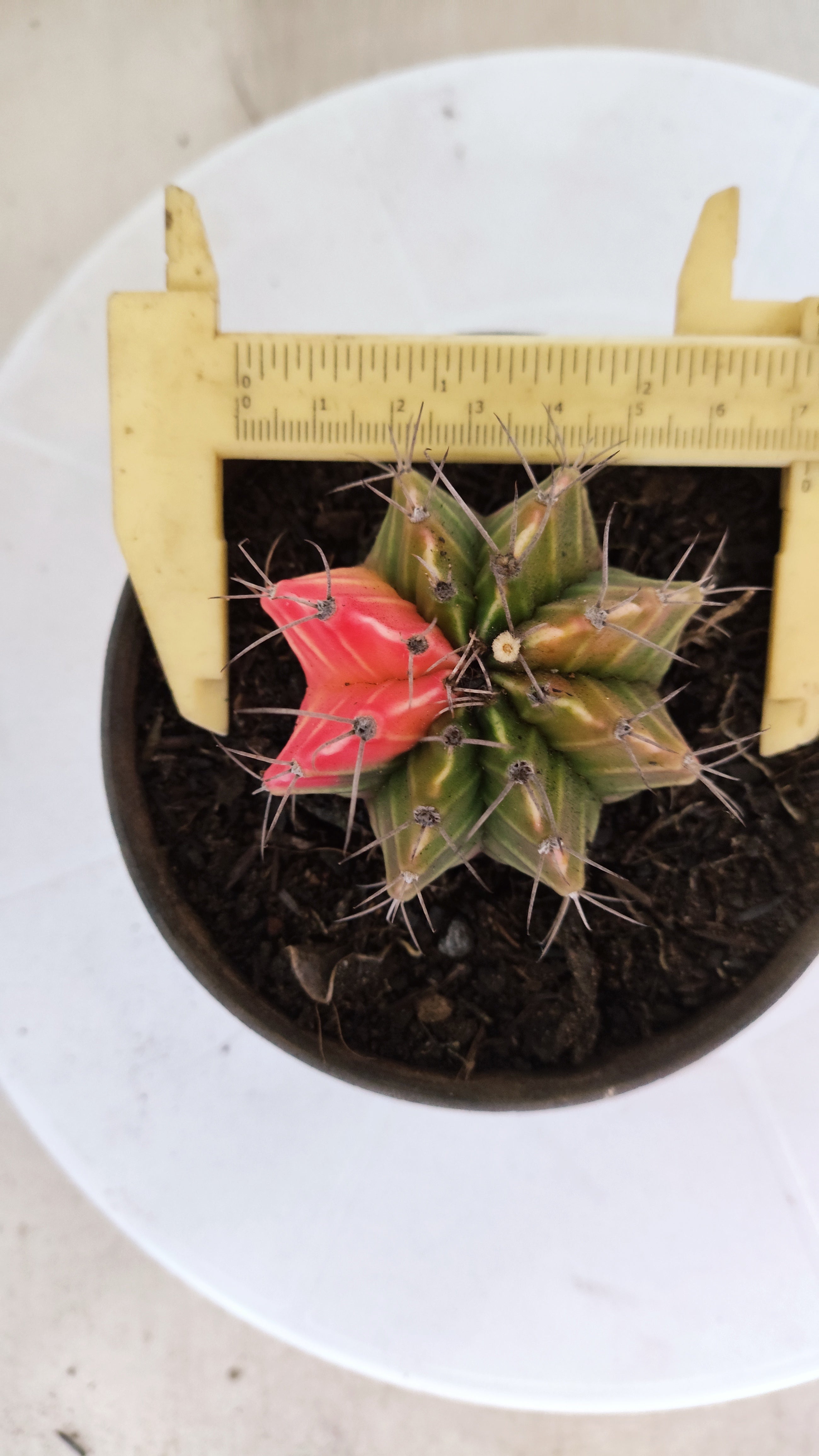 GYMNOCALYCIUM Mihanovichii "Variegata" Nº 1108 – vaso 11