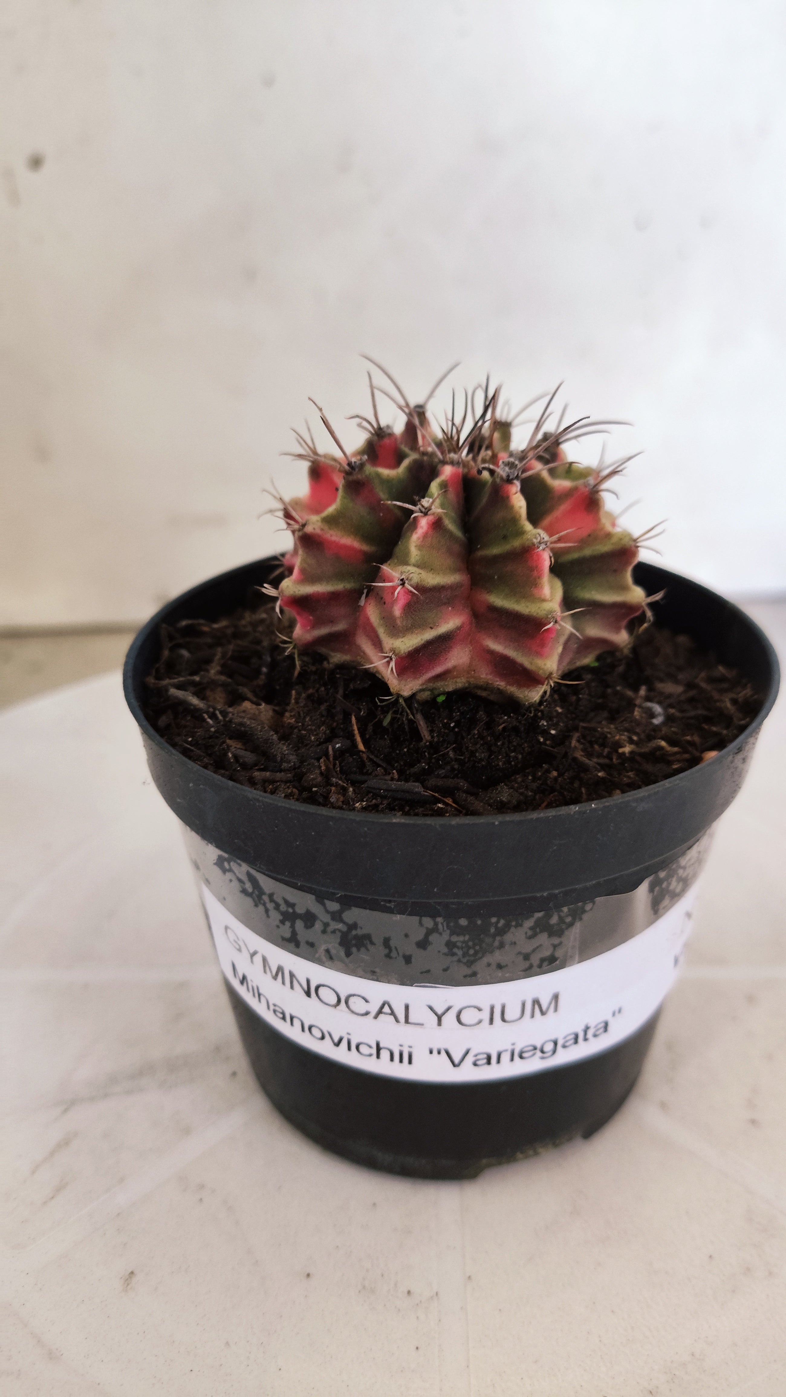 GYMNOCALYCIUM Mihanovichii "Variegata" Nº 1109 – vaso 09