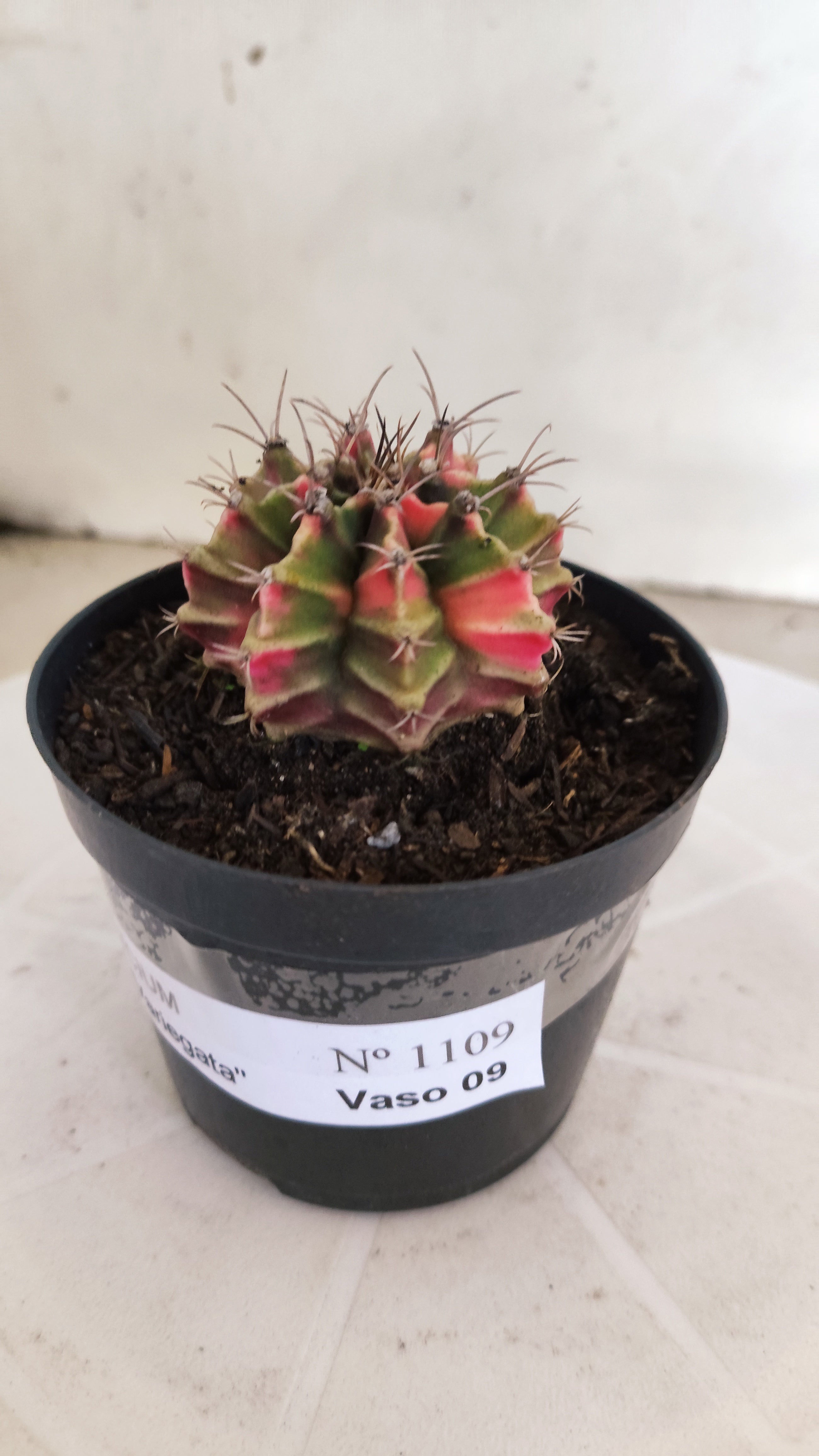 GYMNOCALYCIUM Mihanovichii "Variegata" Nº 1109 – vaso 09