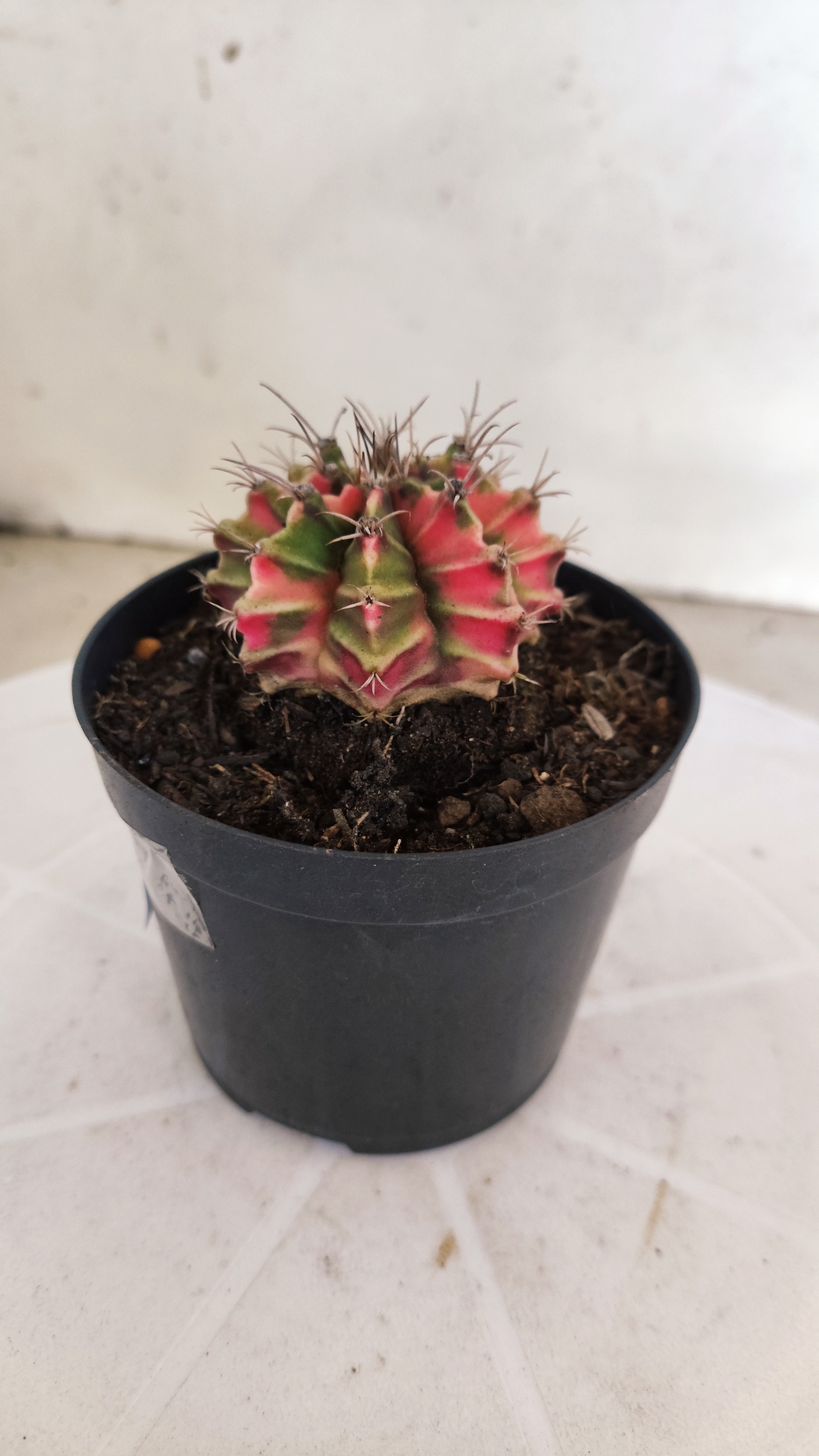 GYMNOCALYCIUM Mihanovichii "Variegata" Nº 1109 – vaso 09
