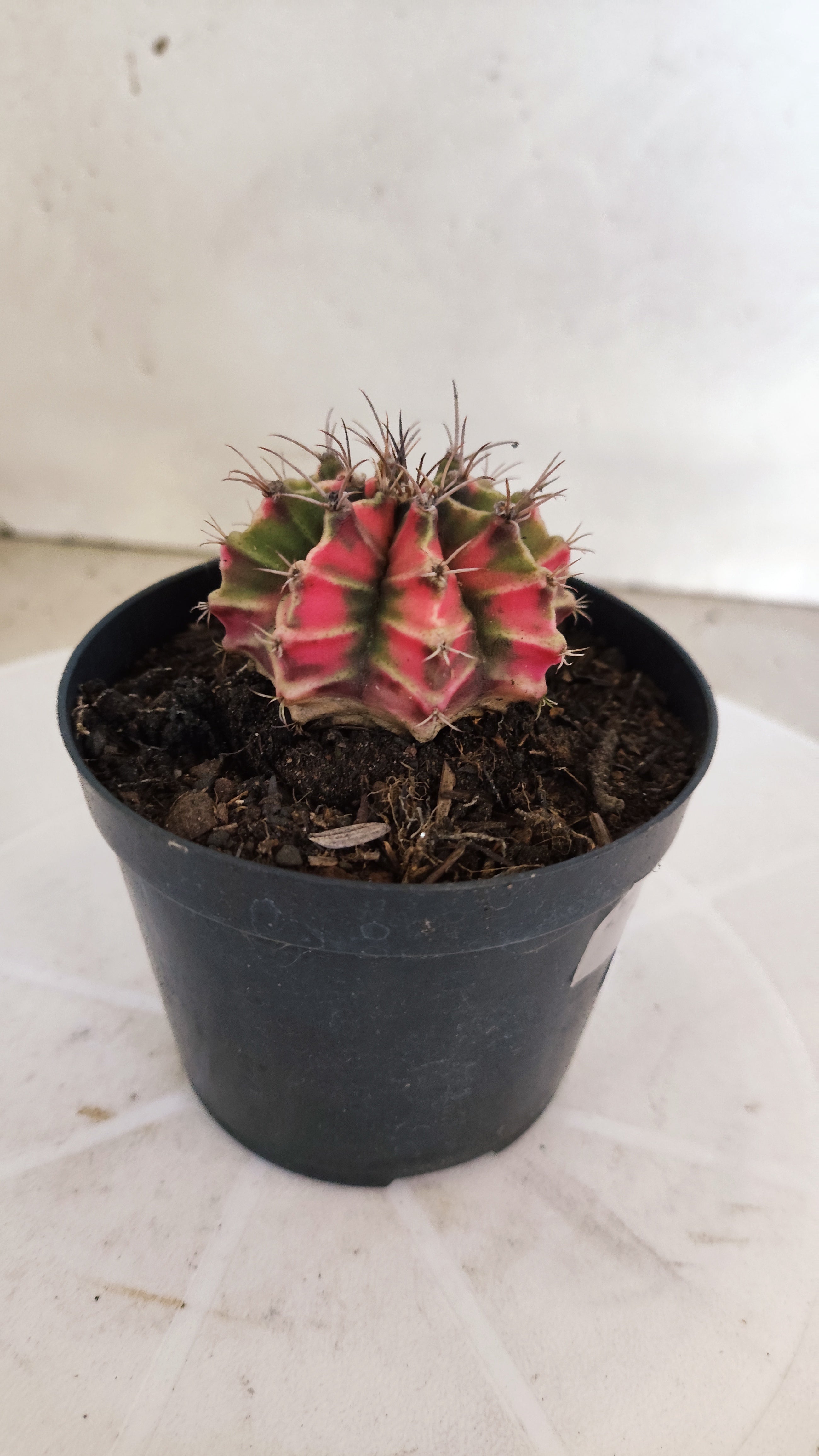 GYMNOCALYCIUM Mihanovichii "Variegata" Nº 1109 – vaso 09