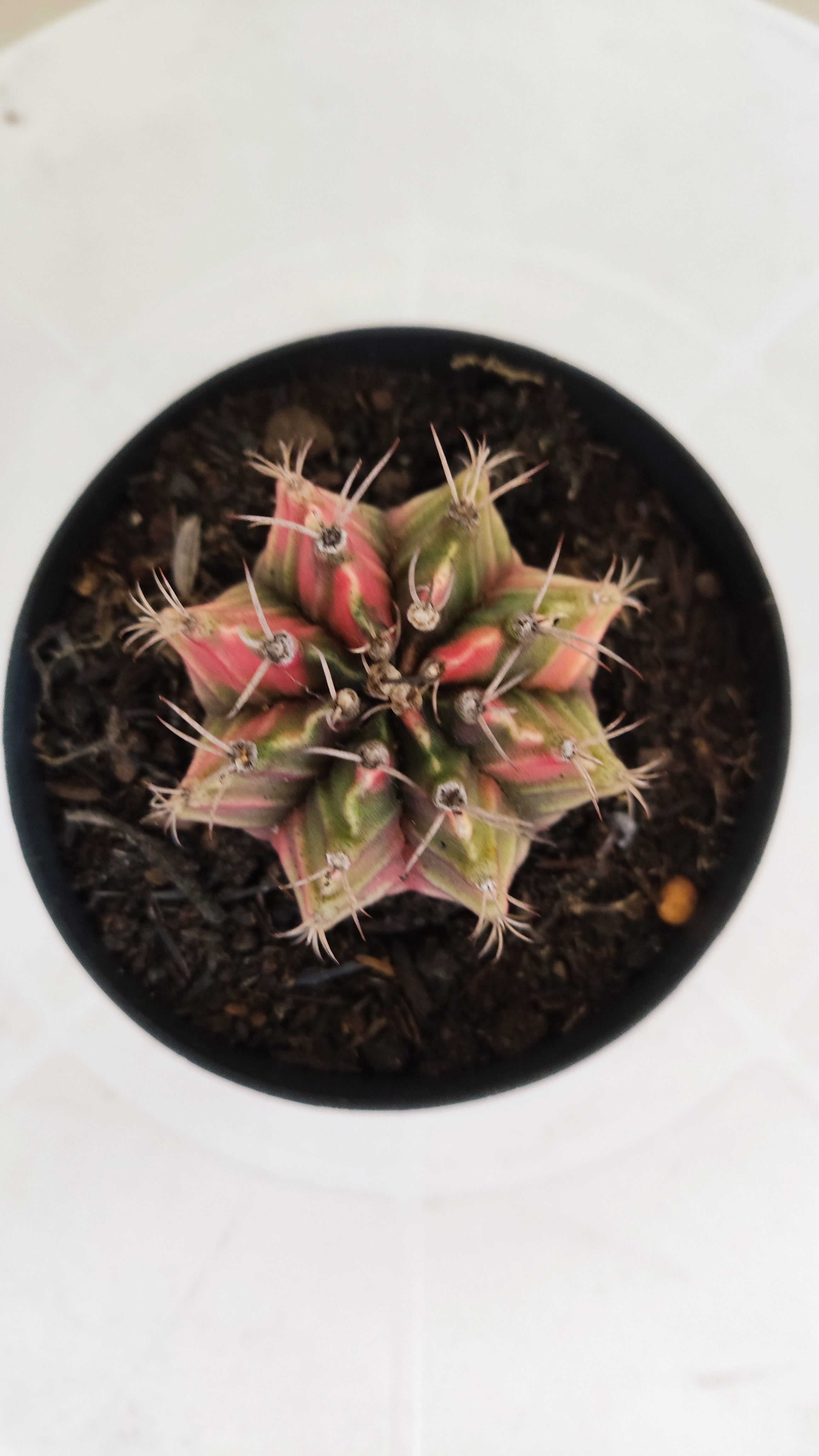 GYMNOCALYCIUM Mihanovichii "Variegata" Nº 1109 – vaso 09