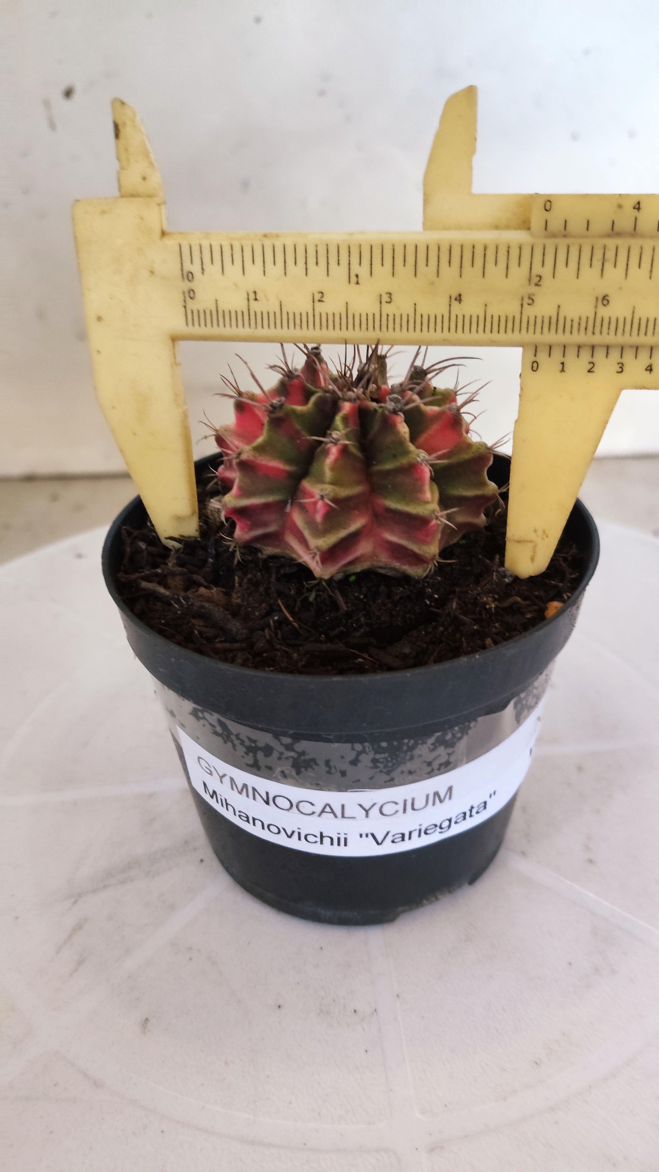 GYMNOCALYCIUM Mihanovichii "Variegata" Nº 1109 – vaso 09