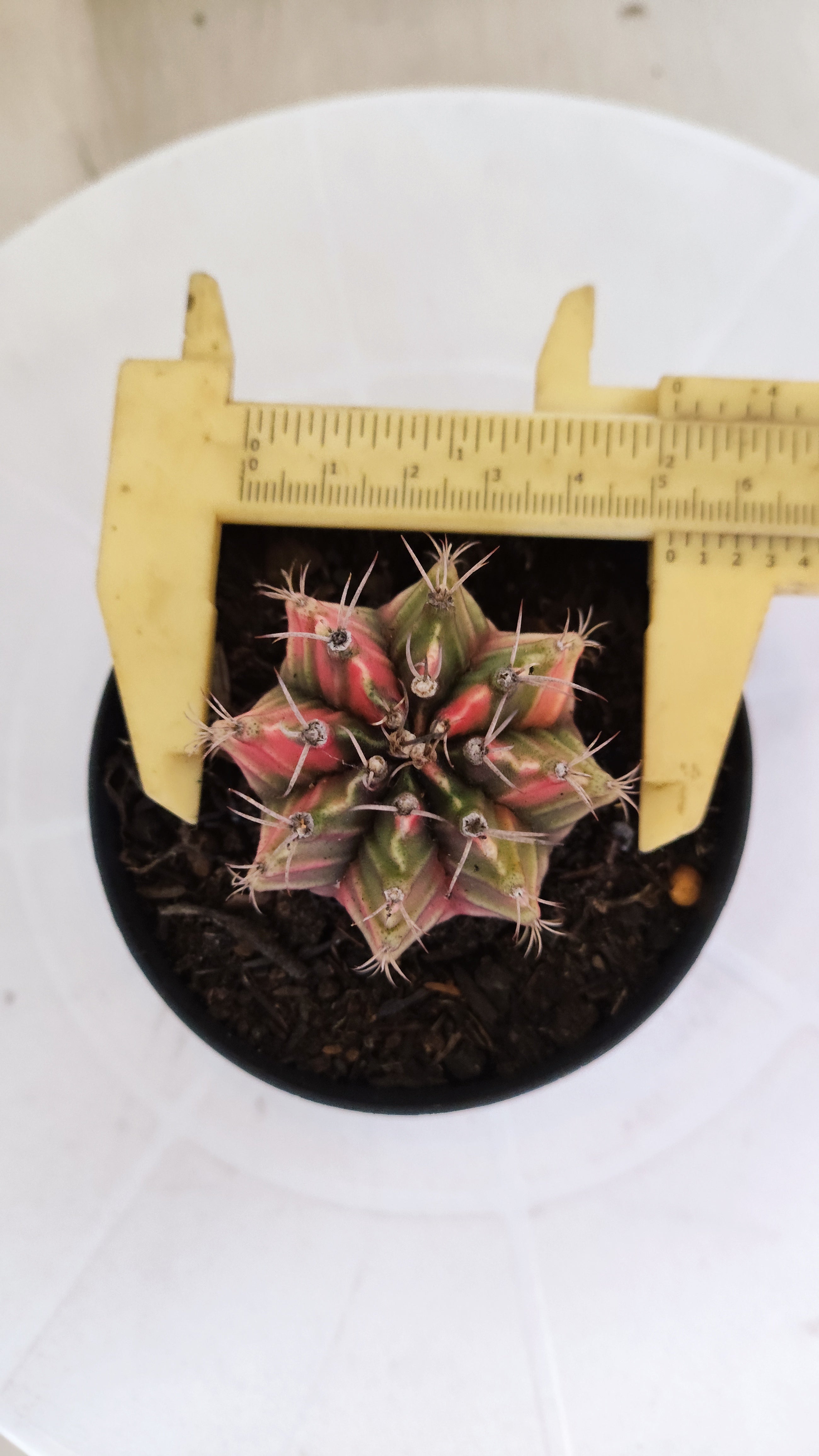 GYMNOCALYCIUM Mihanovichii "Variegata" Nº 1109 – vaso 09