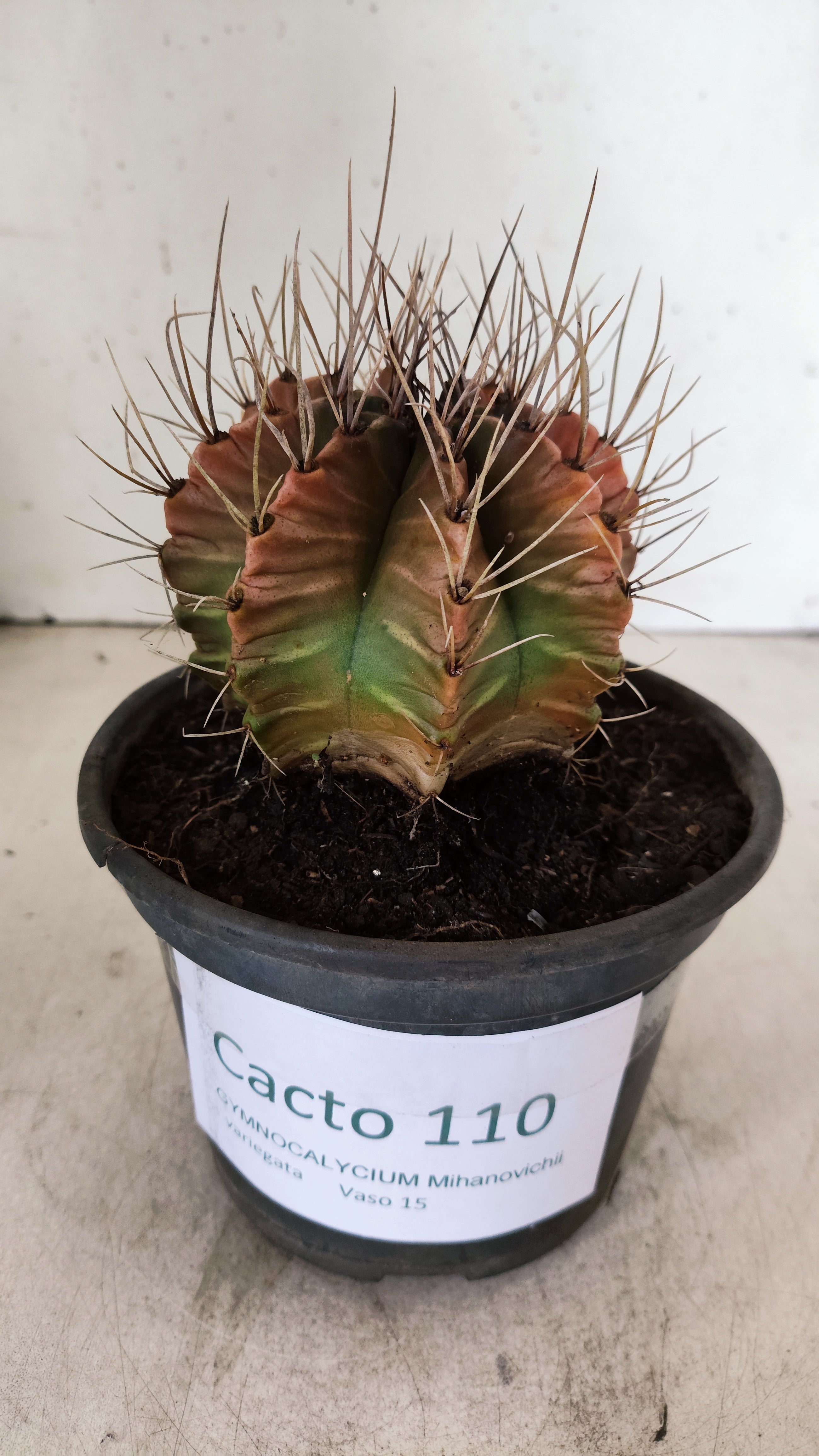 GYMNOCALYCIUM Mihanovichii Variegata  Nº 110 – vaso 15