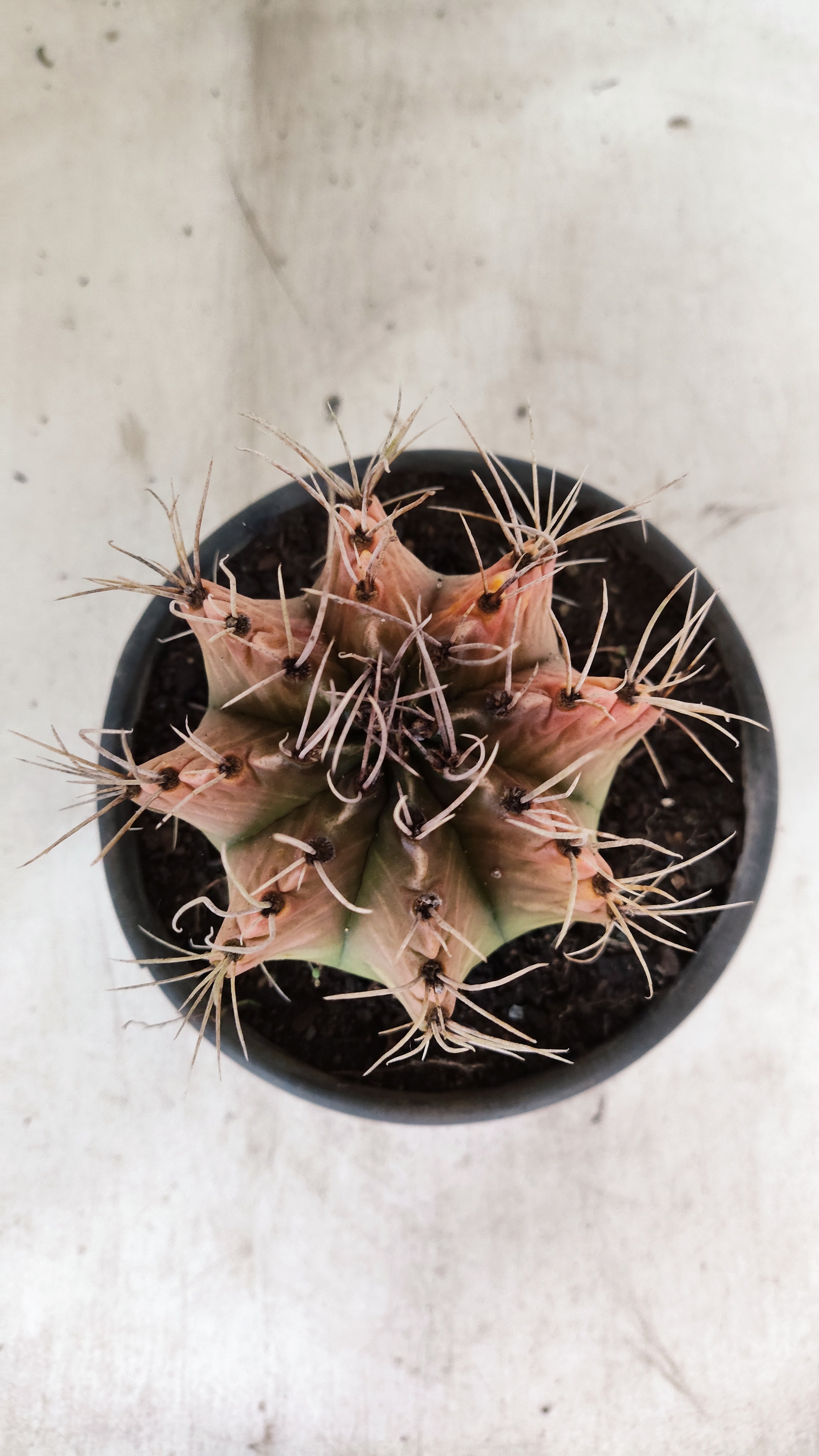 GYMNOCALYCIUM Mihanovichii Variegata  Nº 110 – vaso 15
