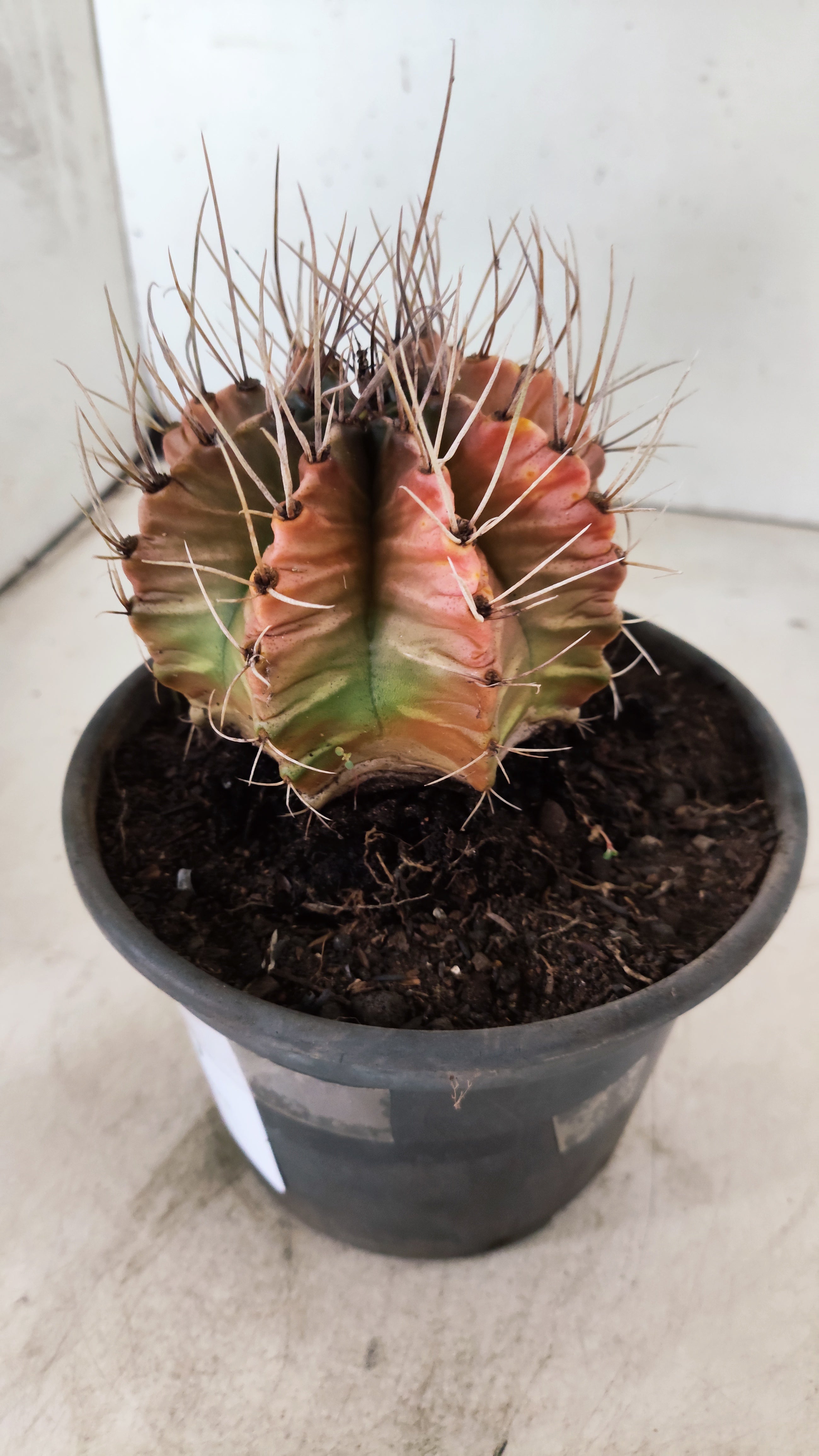 GYMNOCALYCIUM Mihanovichii Variegata  Nº 110 – vaso 15
