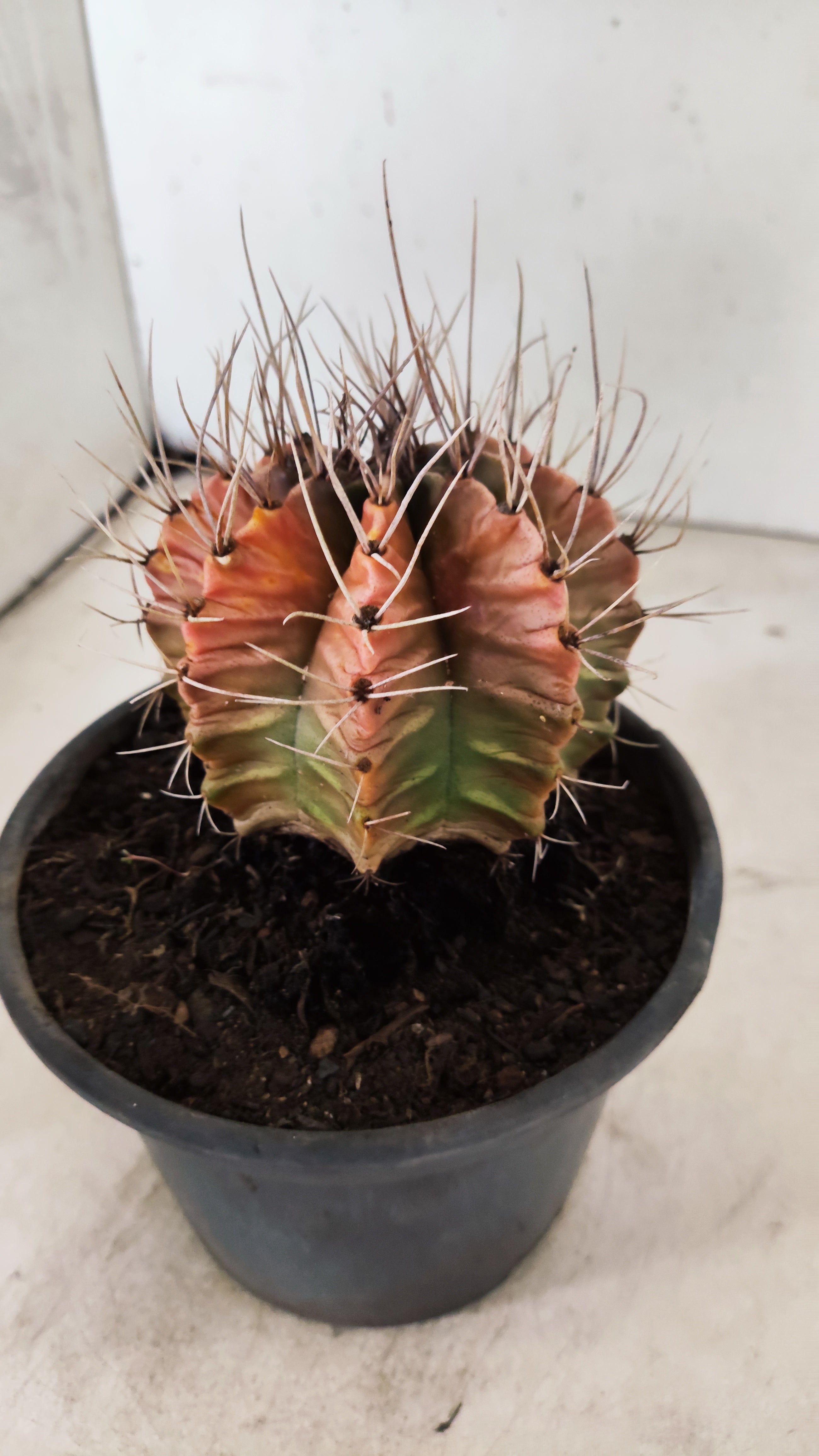 GYMNOCALYCIUM Mihanovichii Variegata  Nº 110 – vaso 15