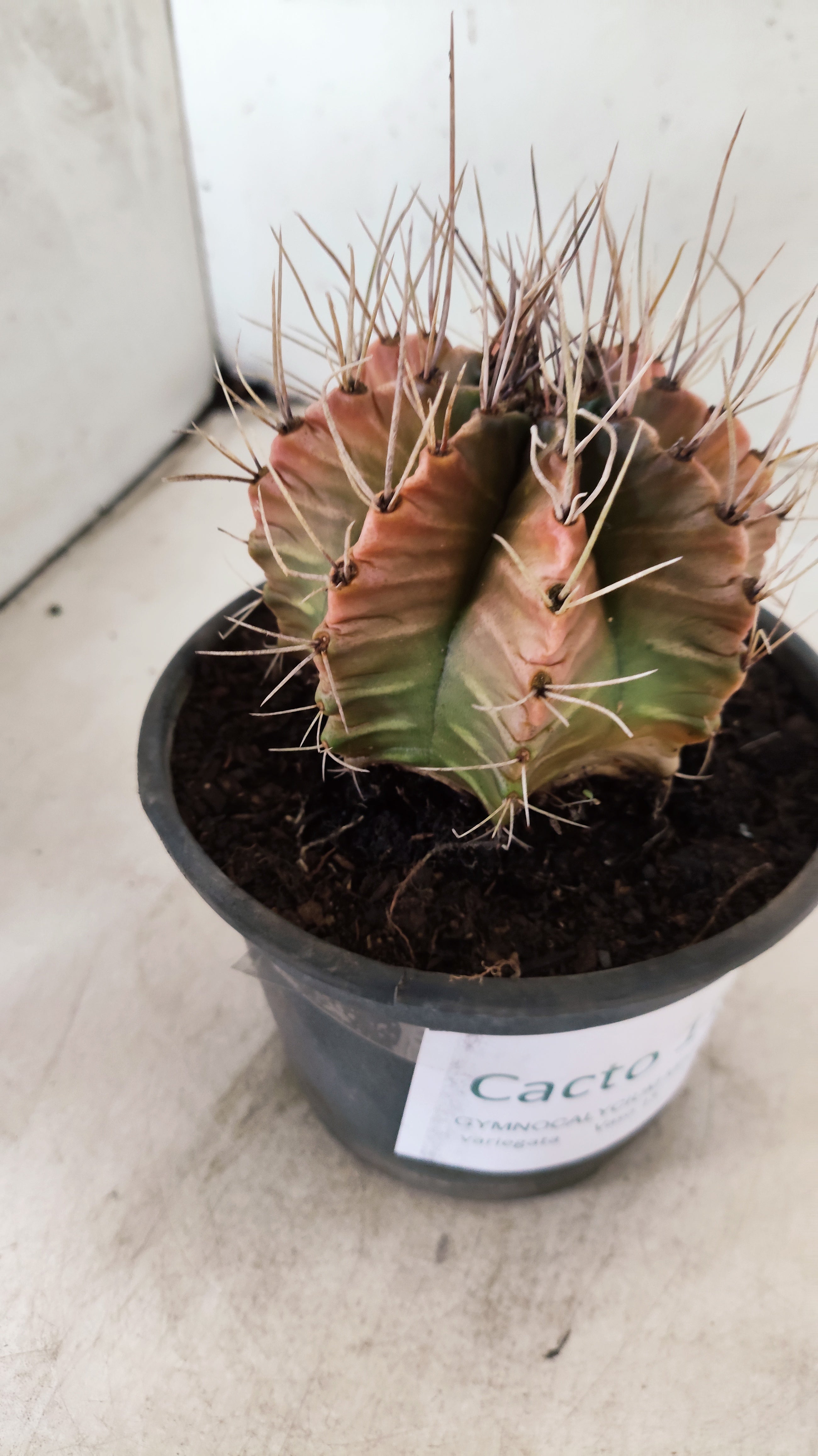 GYMNOCALYCIUM Mihanovichii Variegata  Nº 110 – vaso 15