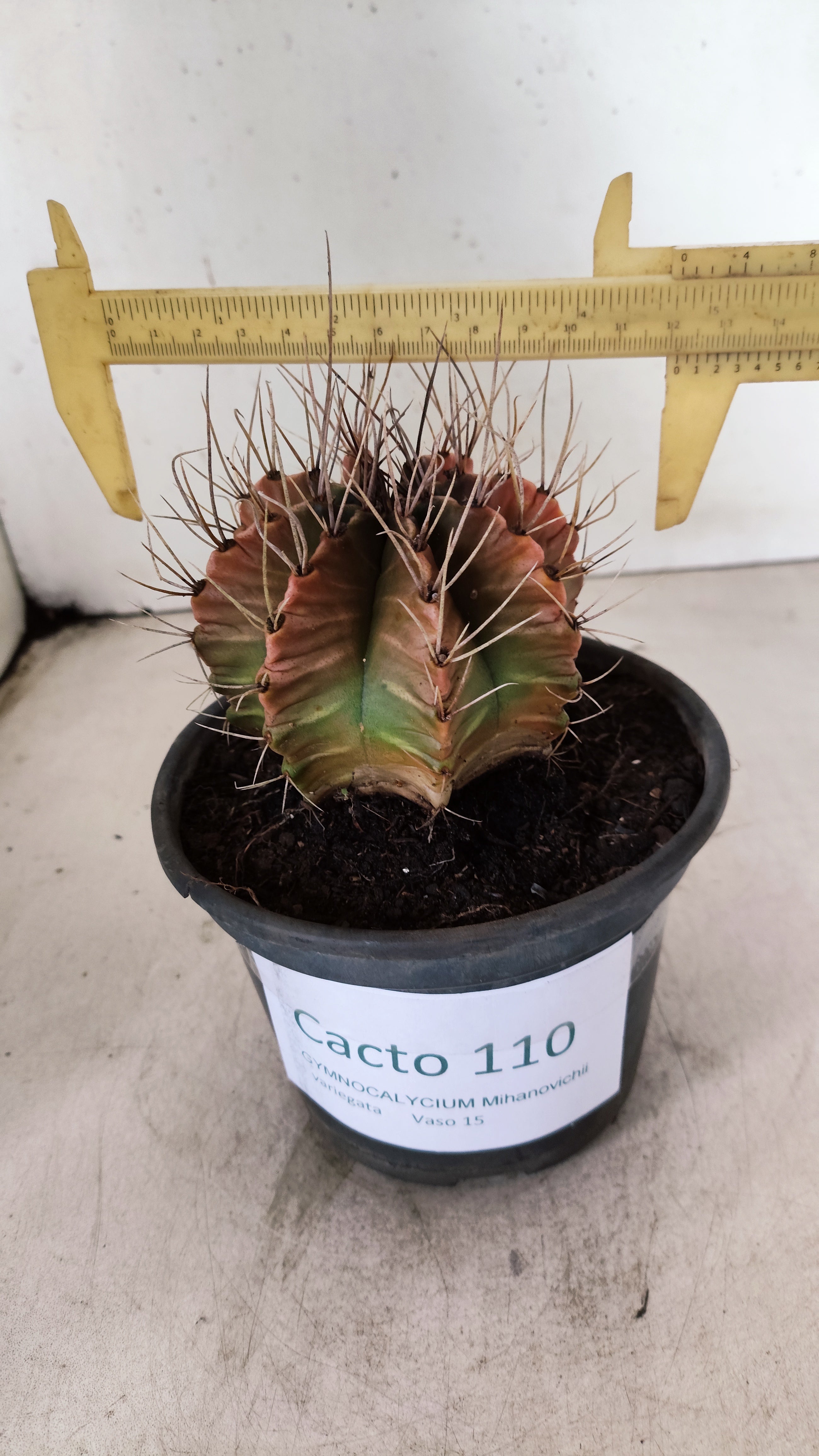 GYMNOCALYCIUM Mihanovichii Variegata  Nº 110 – vaso 15