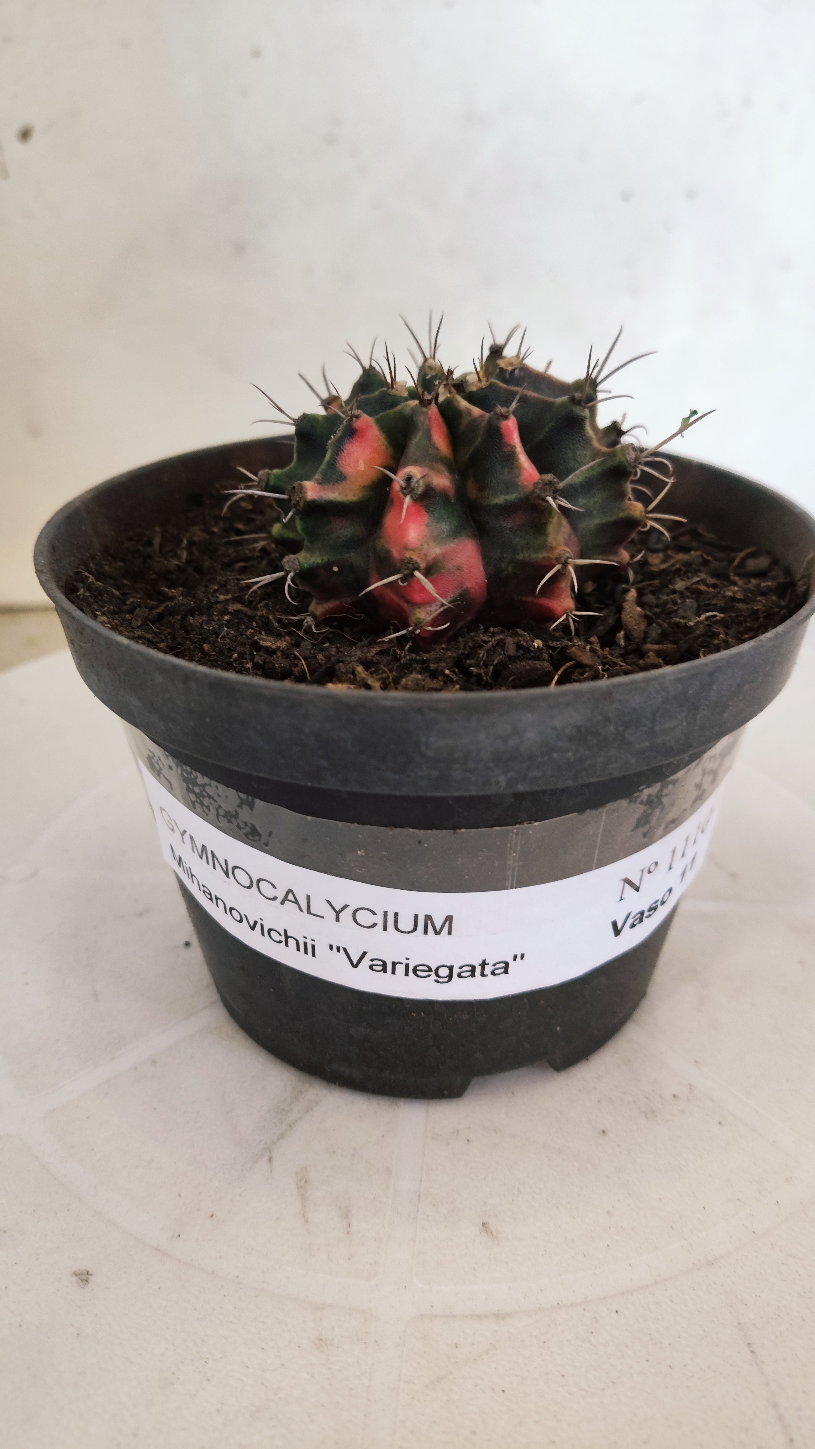 GYMNOCALYCIUM Mihanovichii "Variegata" Nº 1110 – vaso 11