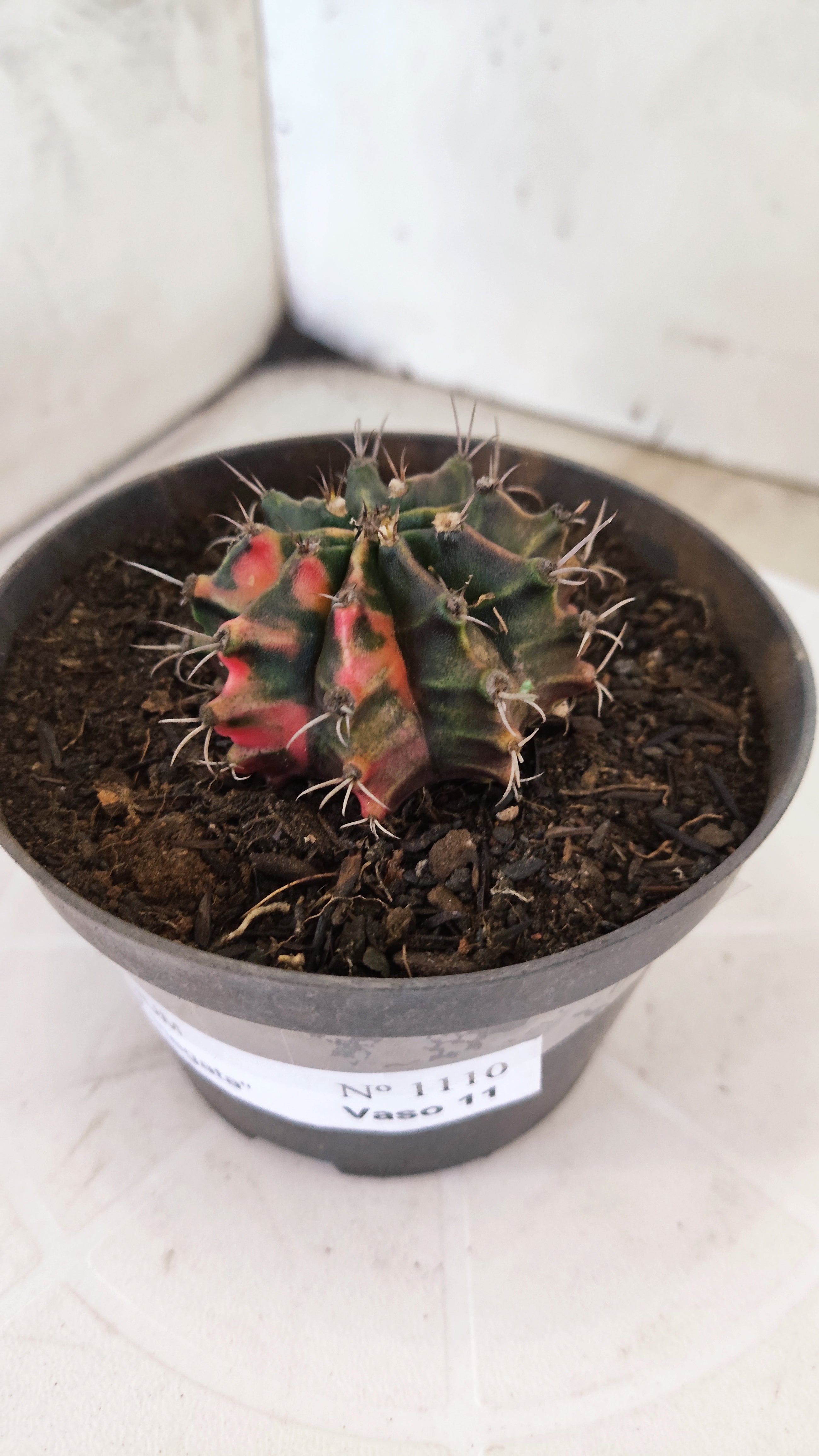 GYMNOCALYCIUM Mihanovichii "Variegata" Nº 1110 – vaso 11