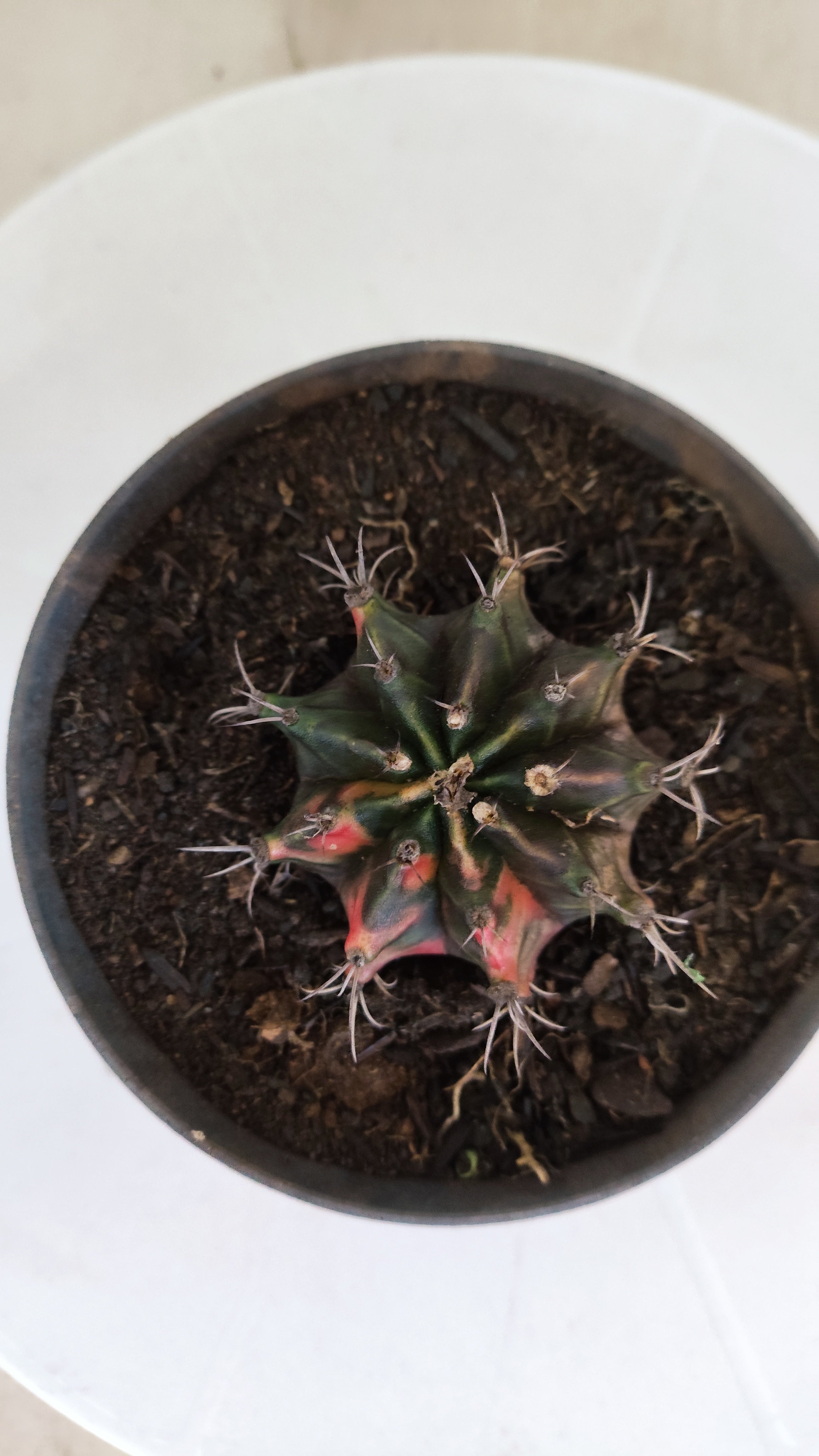 GYMNOCALYCIUM Mihanovichii "Variegata" Nº 1110 – vaso 11