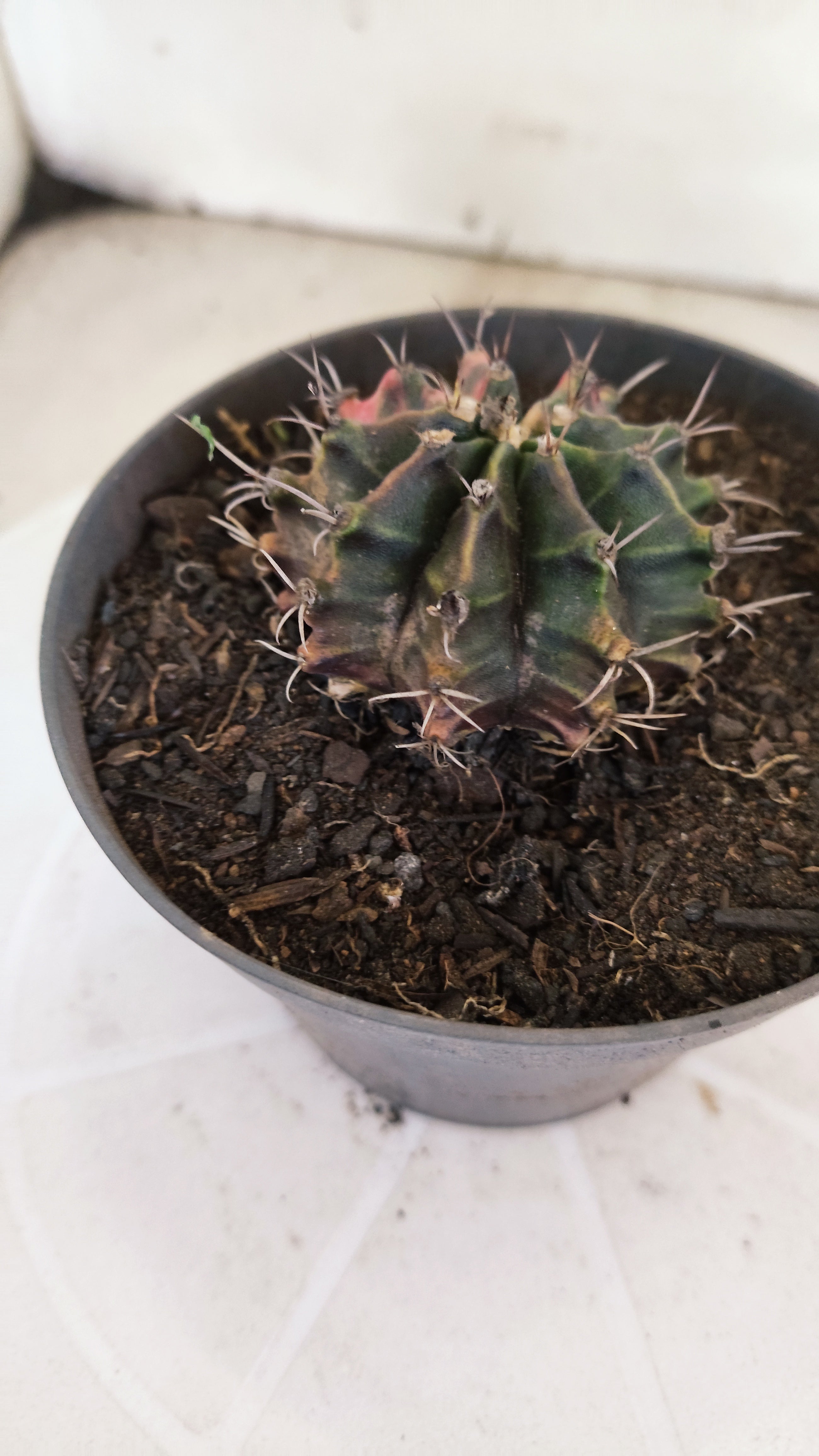 GYMNOCALYCIUM Mihanovichii "Variegata" Nº 1110 – vaso 11