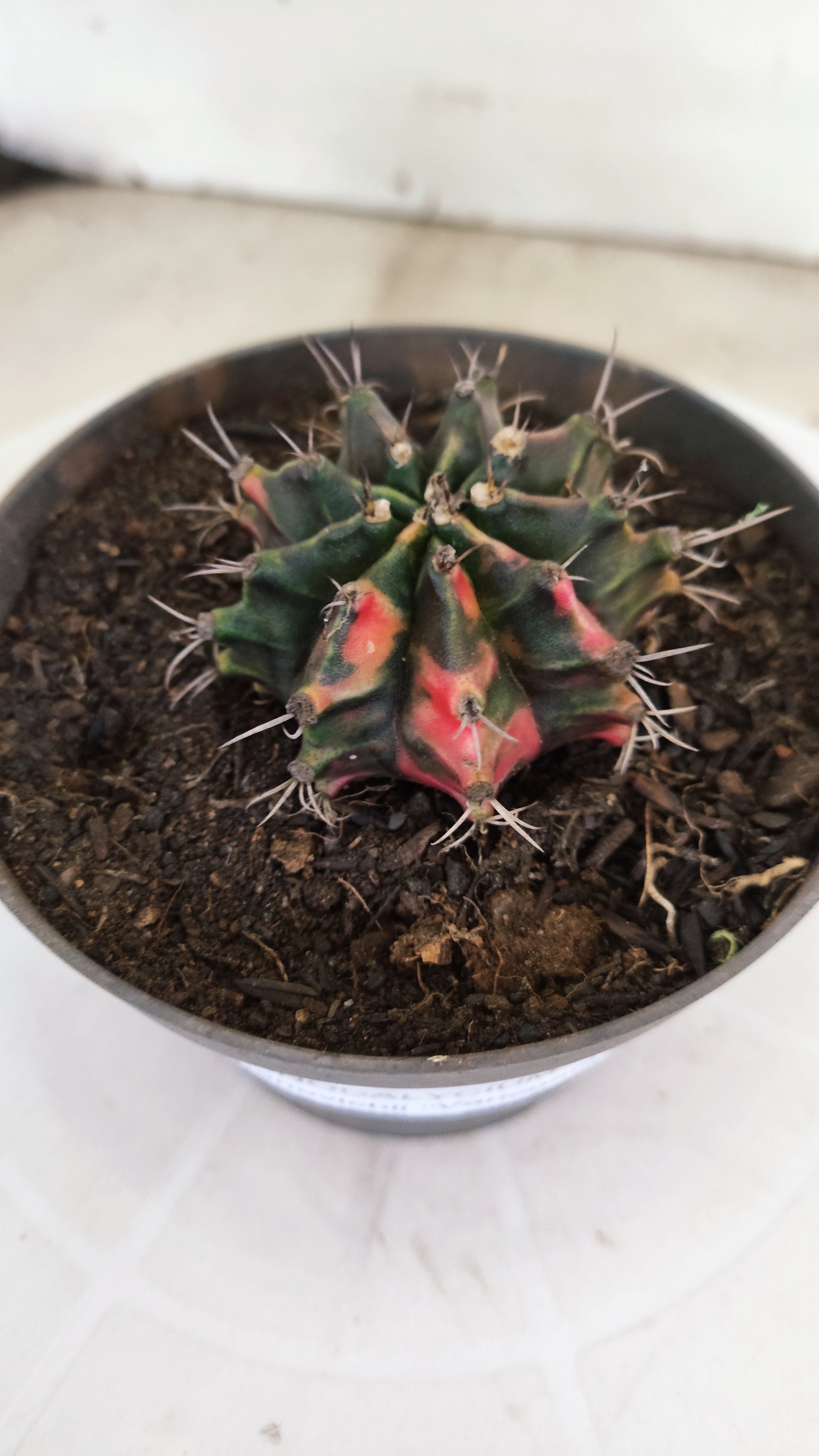 GYMNOCALYCIUM Mihanovichii "Variegata" Nº 1110 – vaso 11