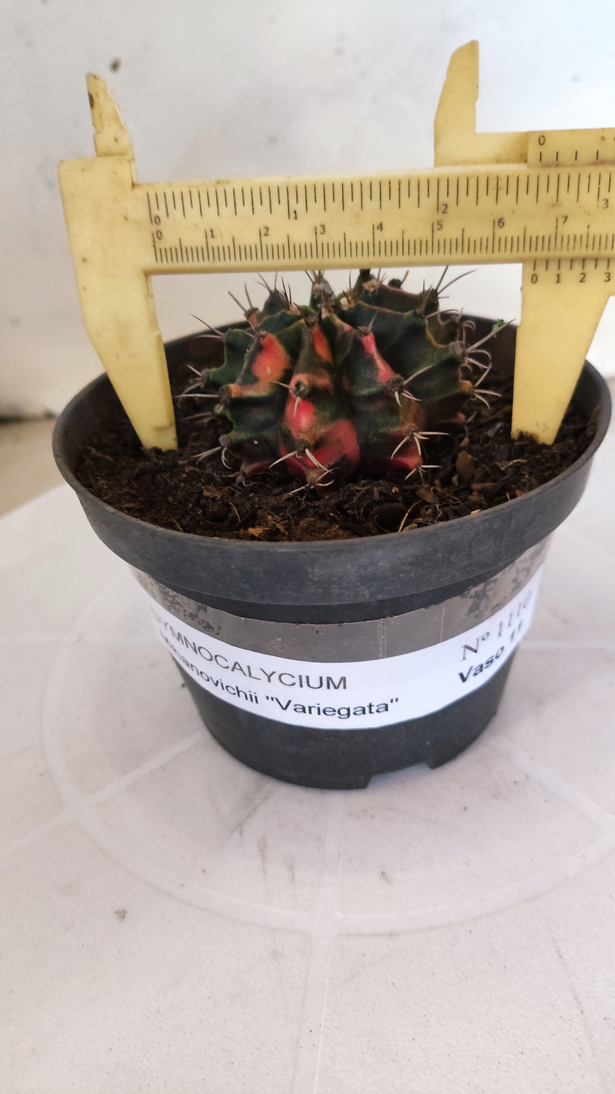 GYMNOCALYCIUM Mihanovichii "Variegata" Nº 1110 – vaso 11