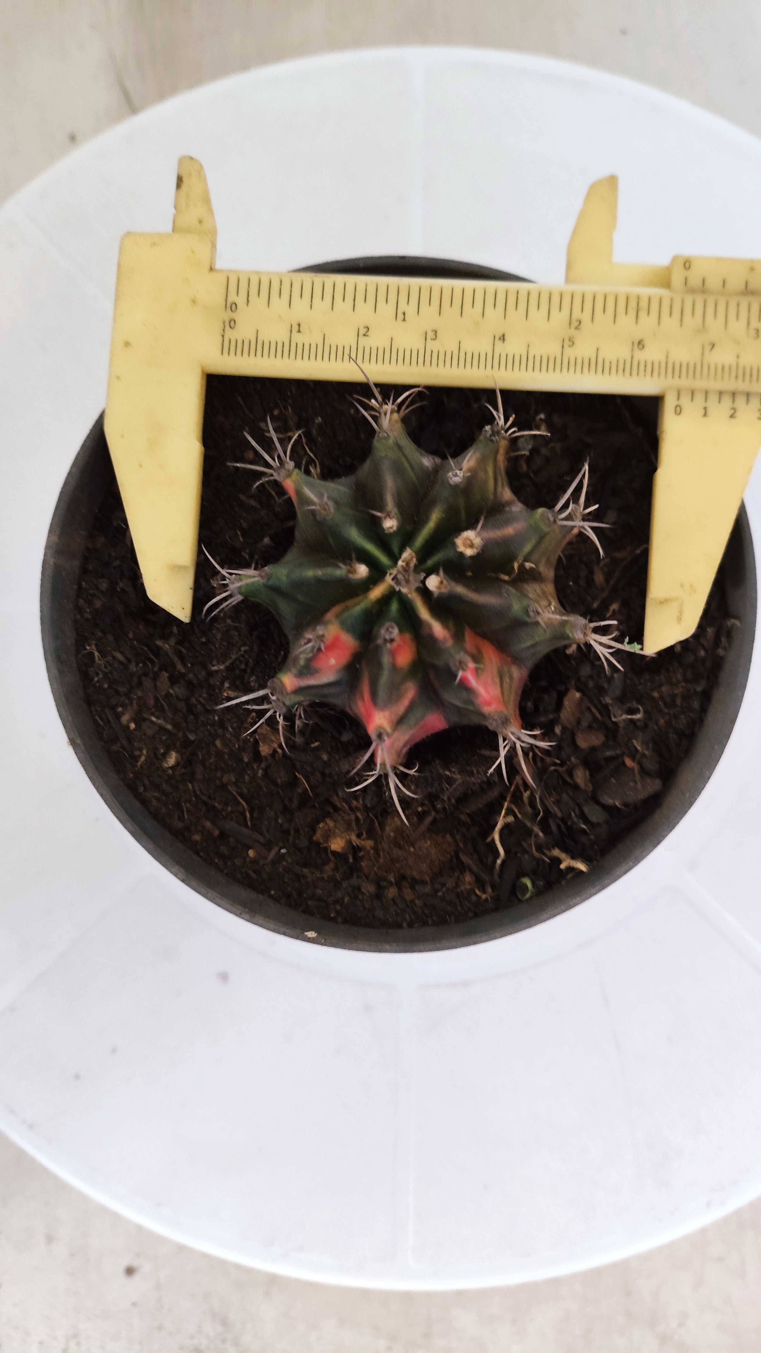 GYMNOCALYCIUM Mihanovichii "Variegata" Nº 1110 – vaso 11