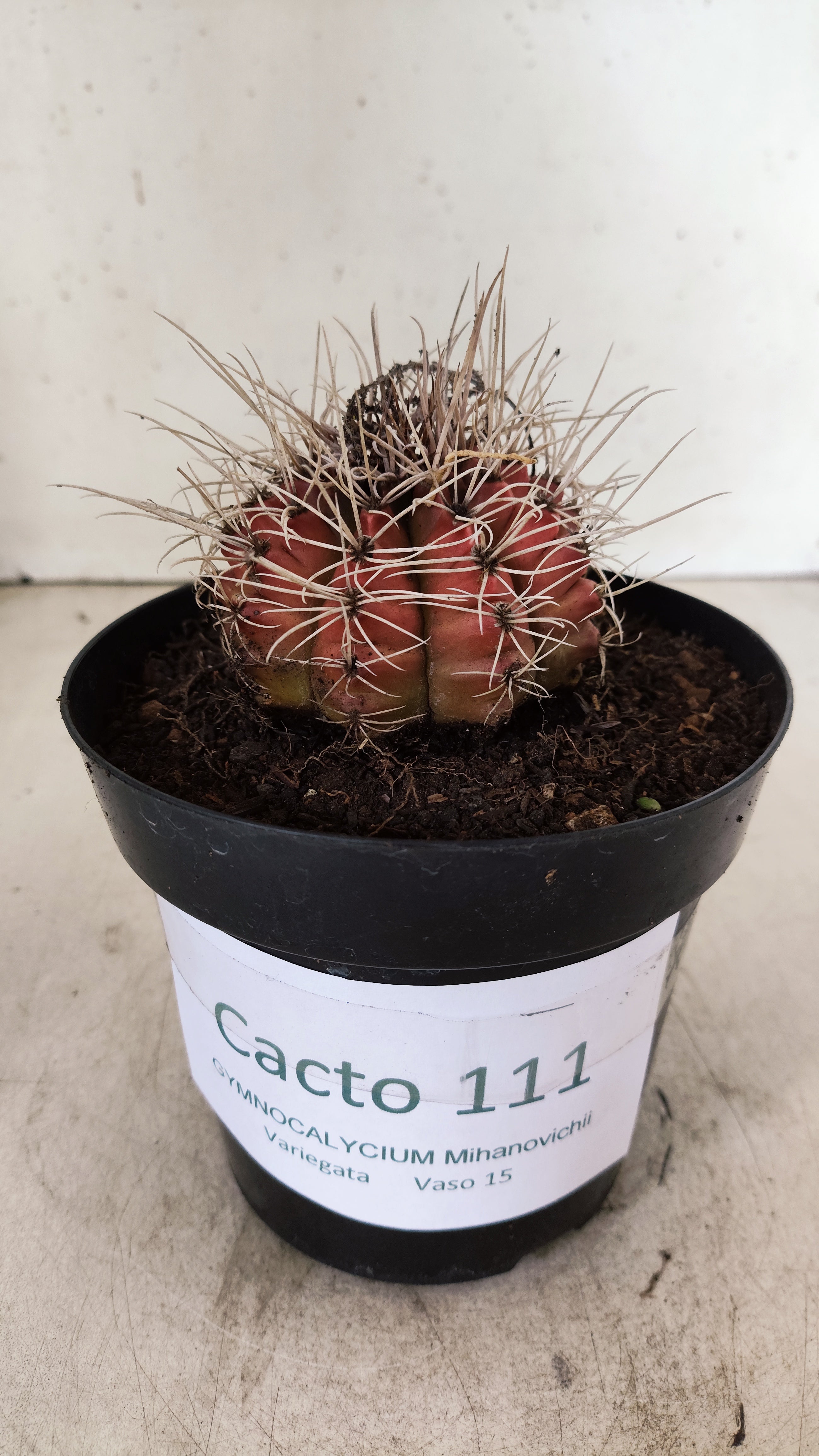 GYMNOCALYCIUM Mihanovichii Variegata  Nº 111 – vaso 15