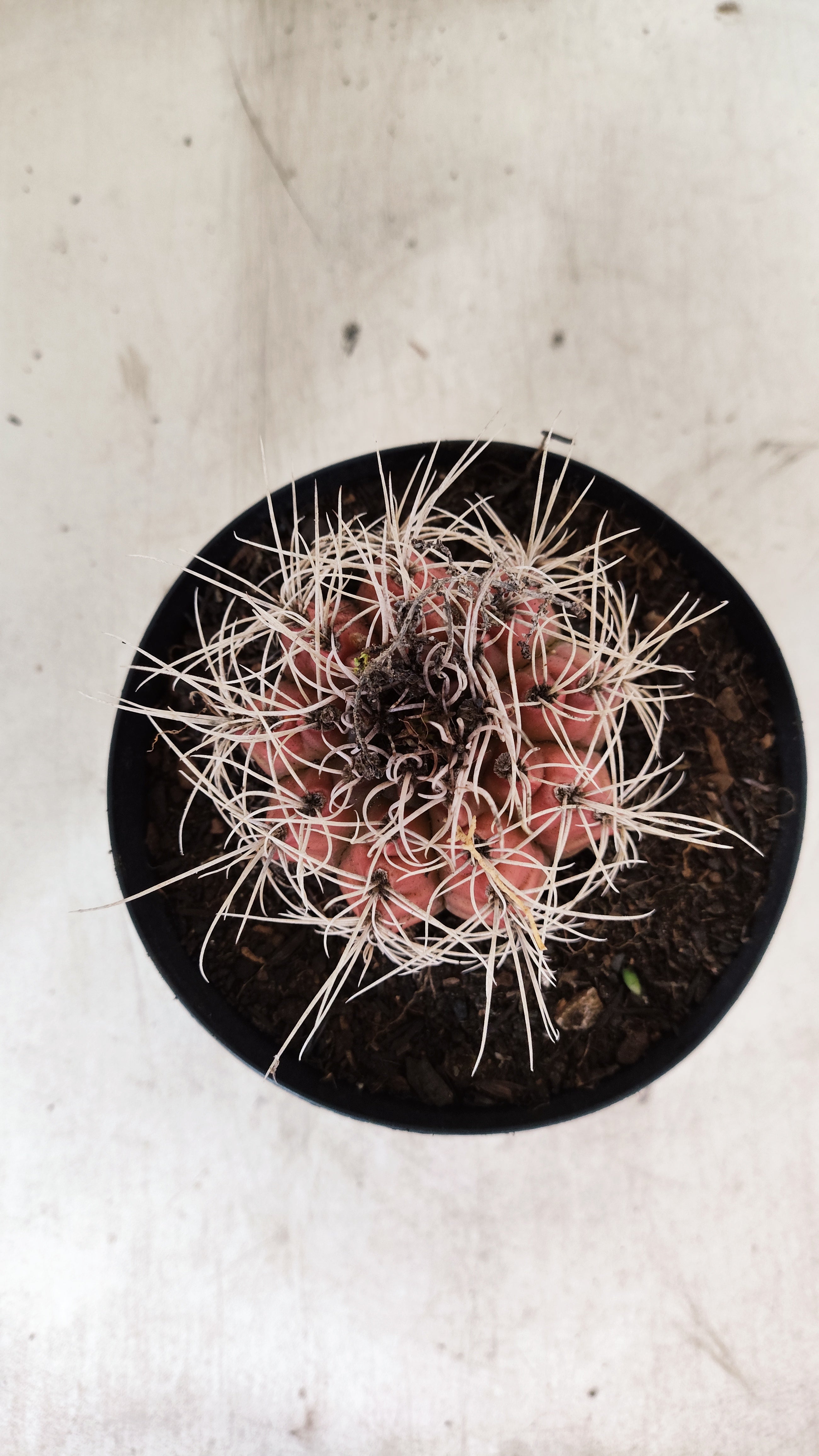 GYMNOCALYCIUM Mihanovichii Variegata  Nº 111 – vaso 15