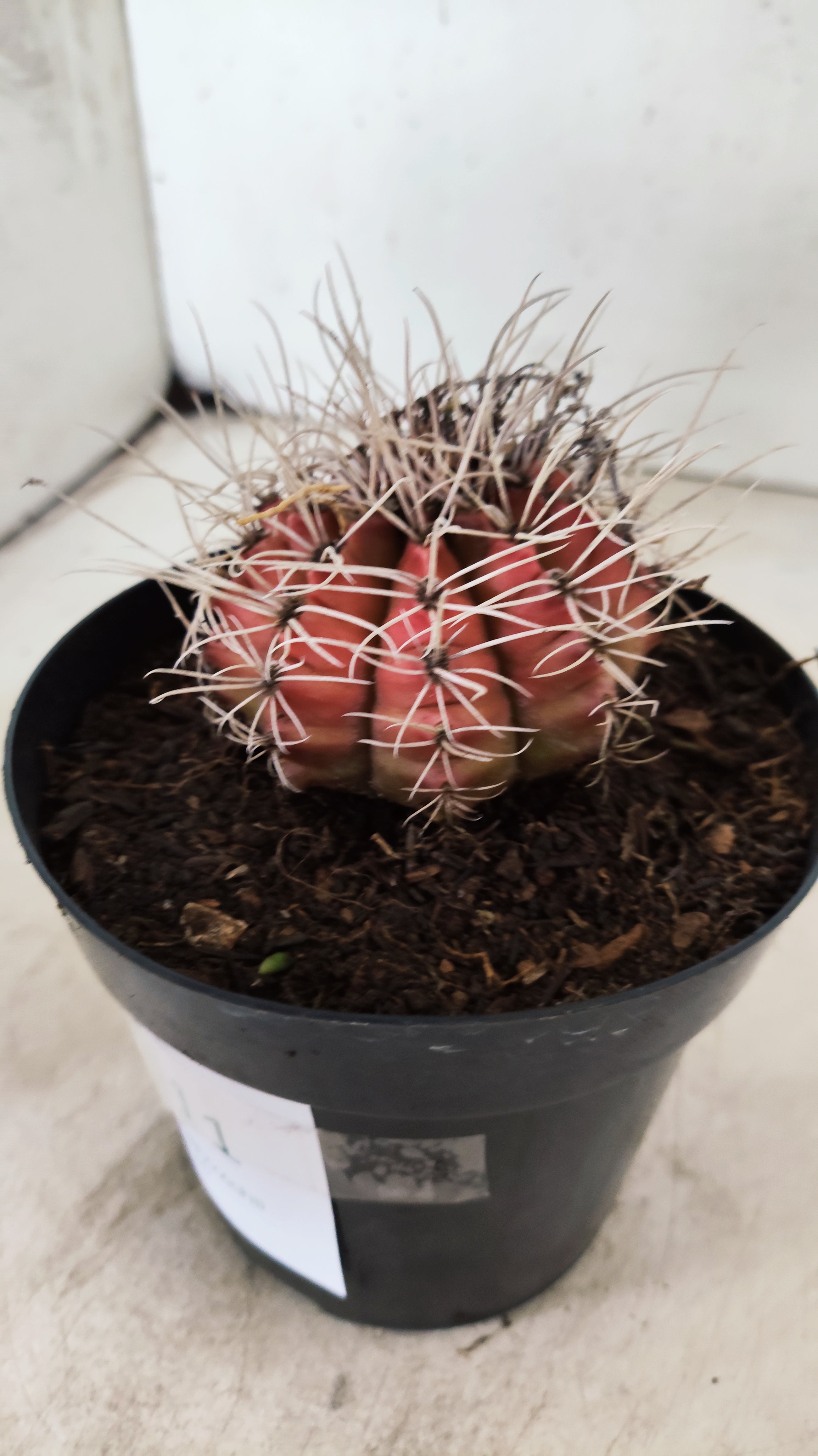 GYMNOCALYCIUM Mihanovichii Variegata  Nº 111 – vaso 15