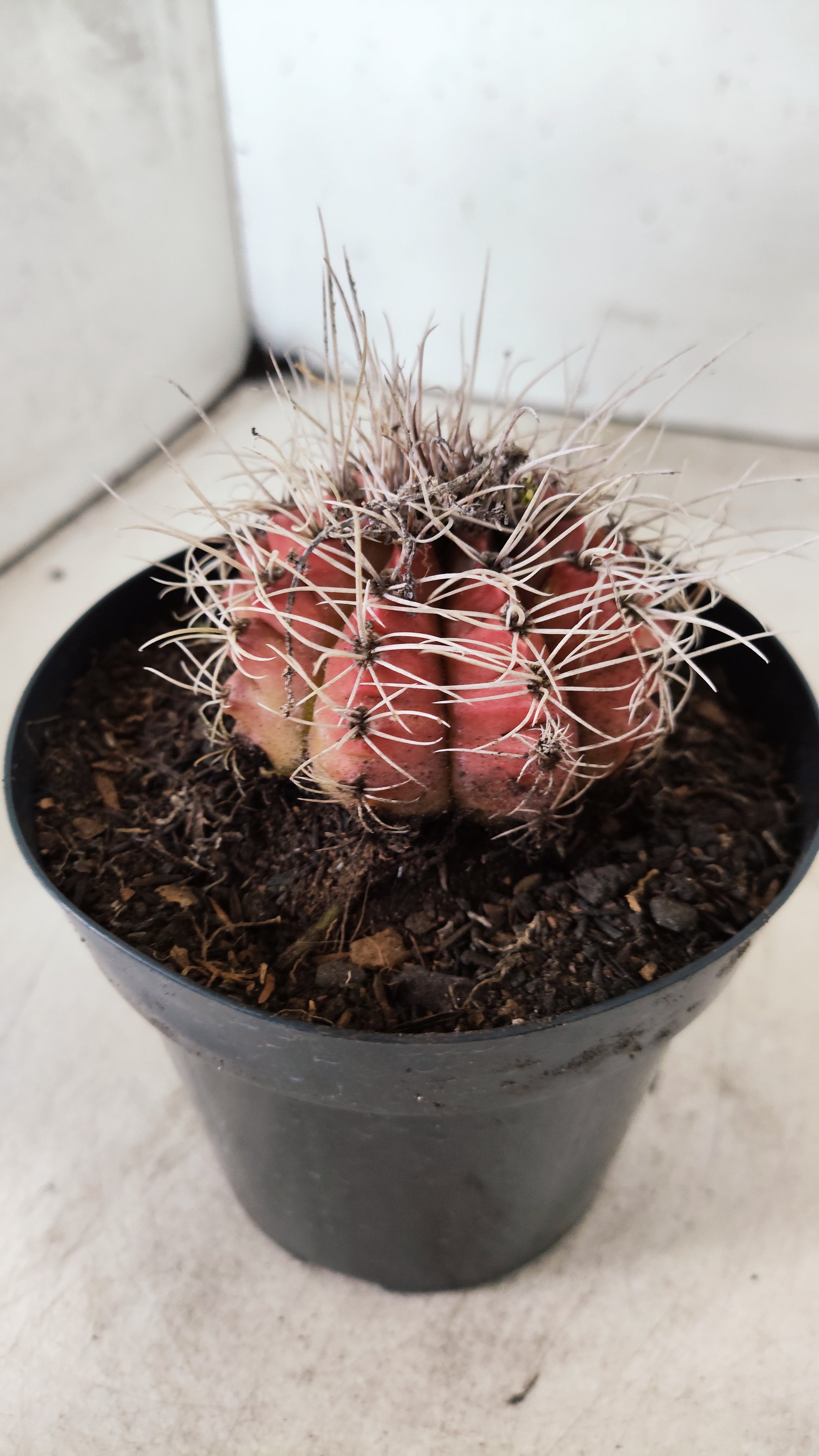 GYMNOCALYCIUM Mihanovichii Variegata  Nº 111 – vaso 15