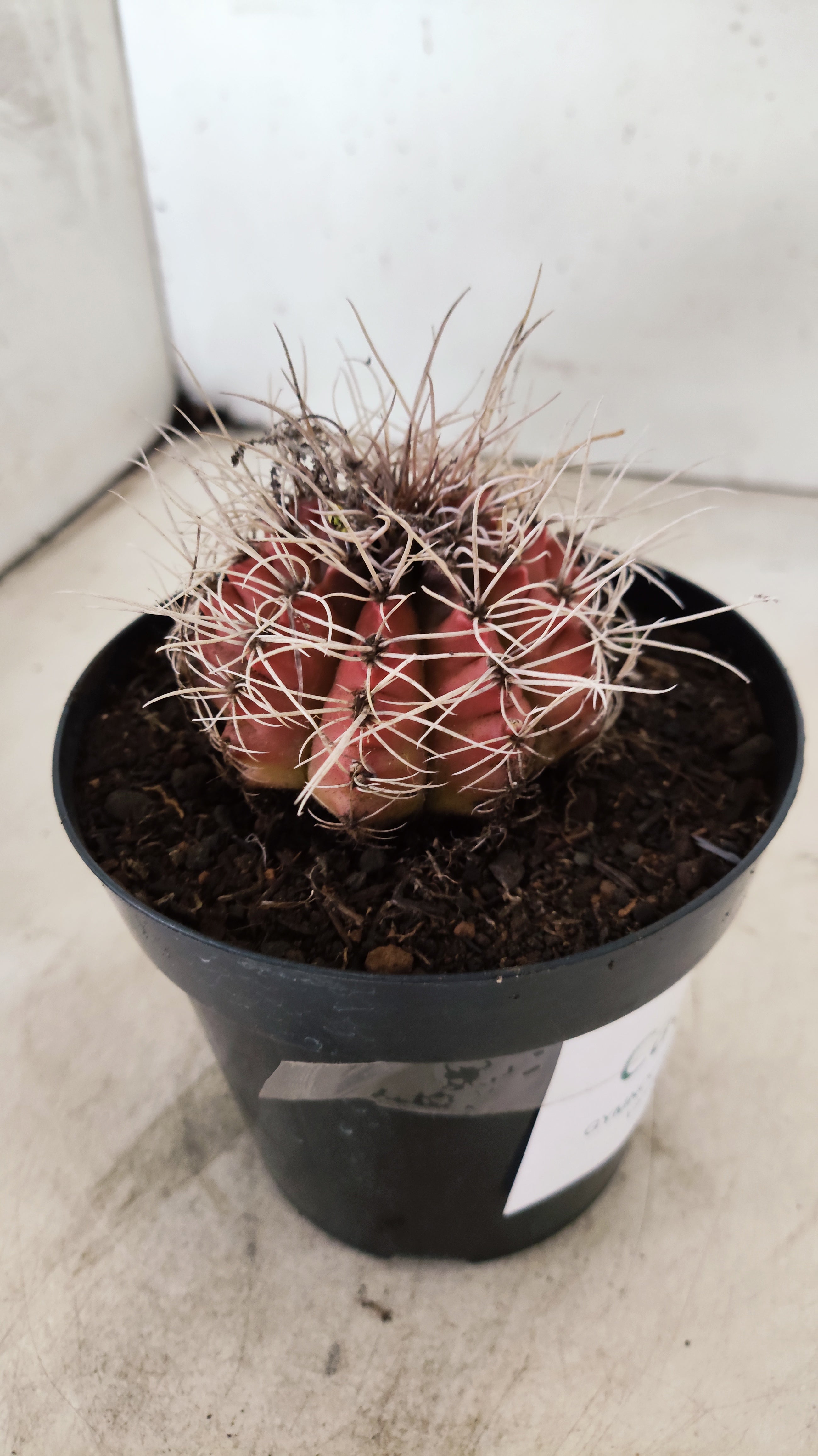 GYMNOCALYCIUM Mihanovichii Variegata  Nº 111 – vaso 15