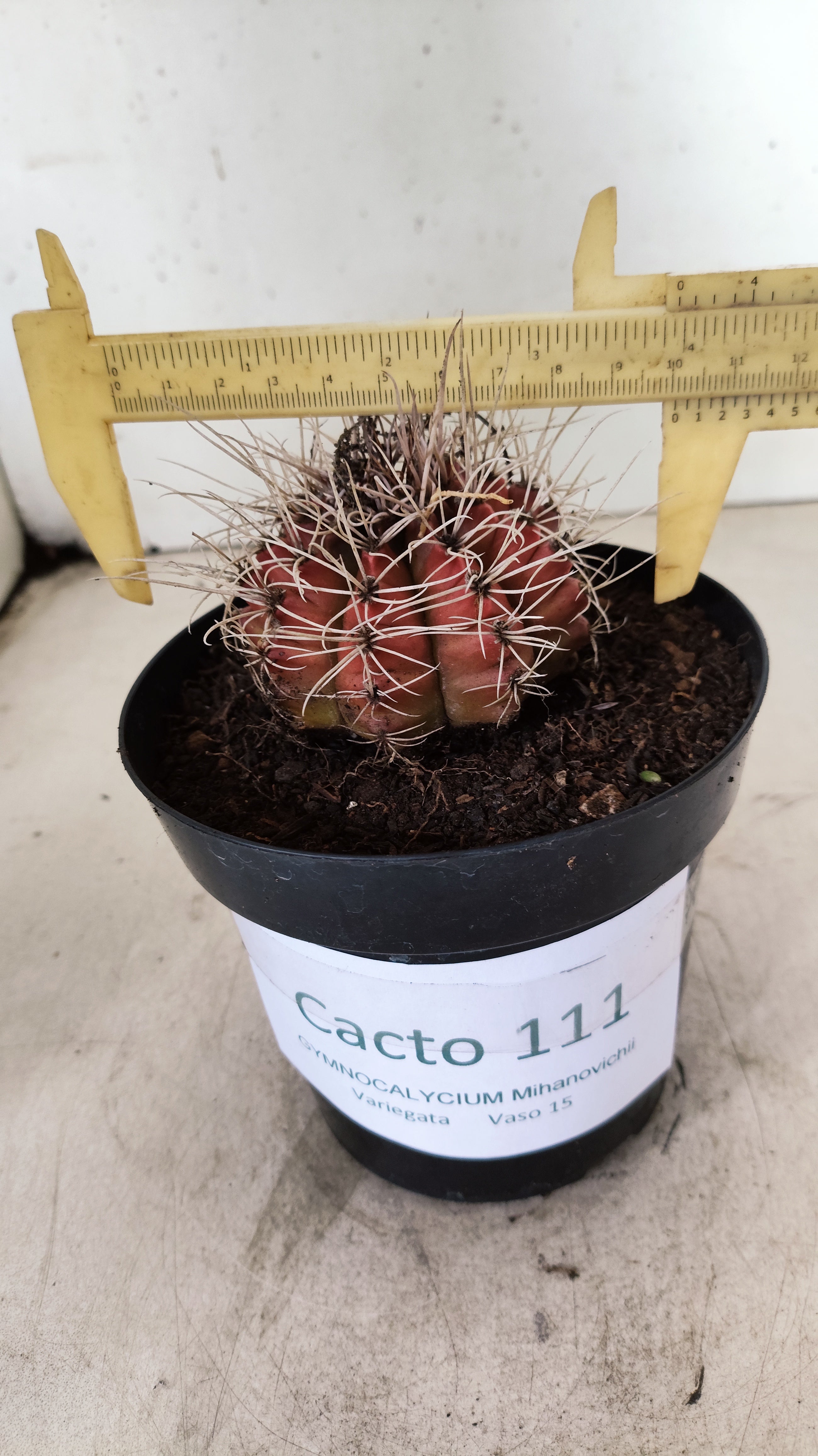GYMNOCALYCIUM Mihanovichii Variegata  Nº 111 – vaso 15