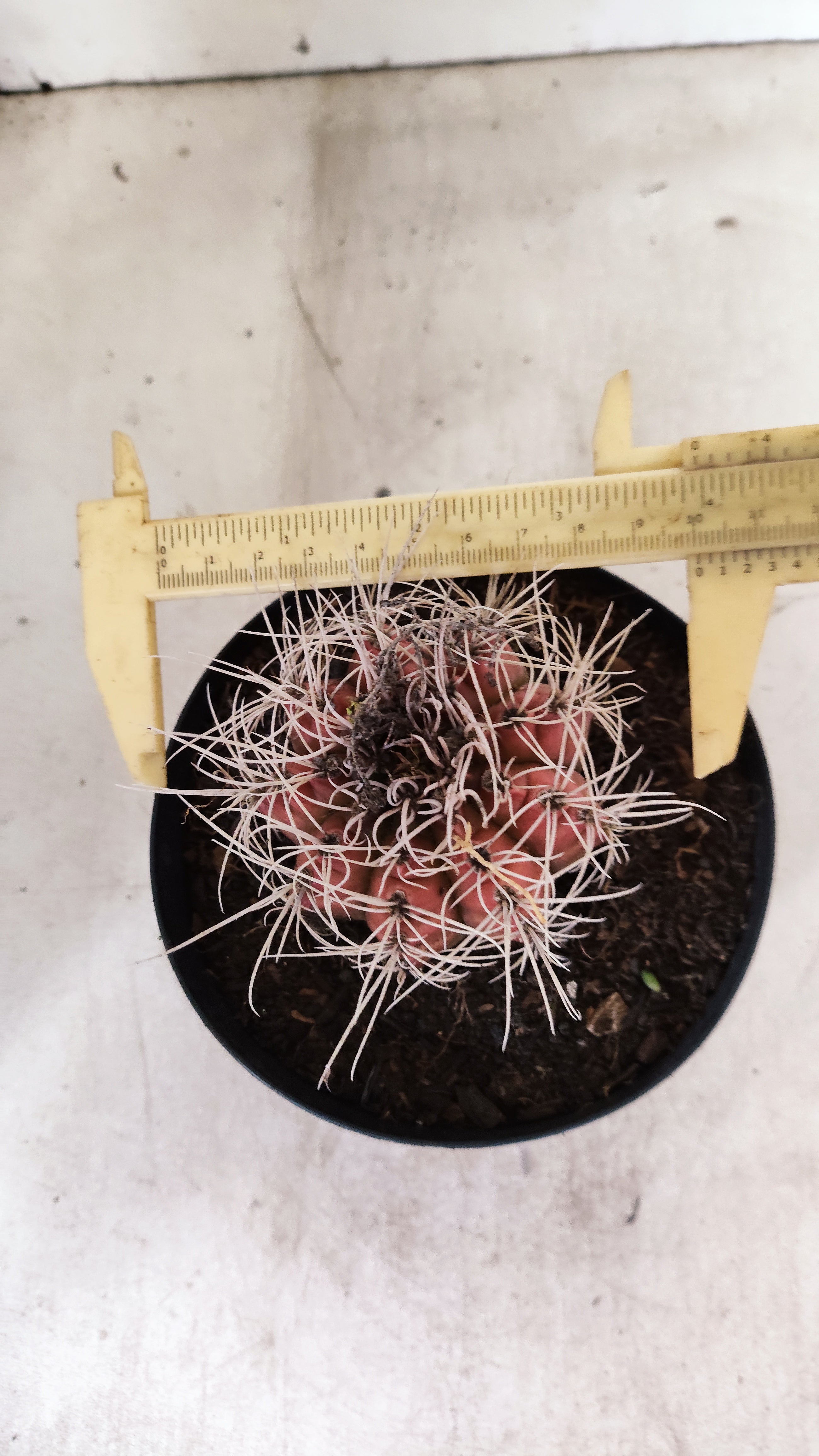 GYMNOCALYCIUM Mihanovichii Variegata  Nº 111 – vaso 15