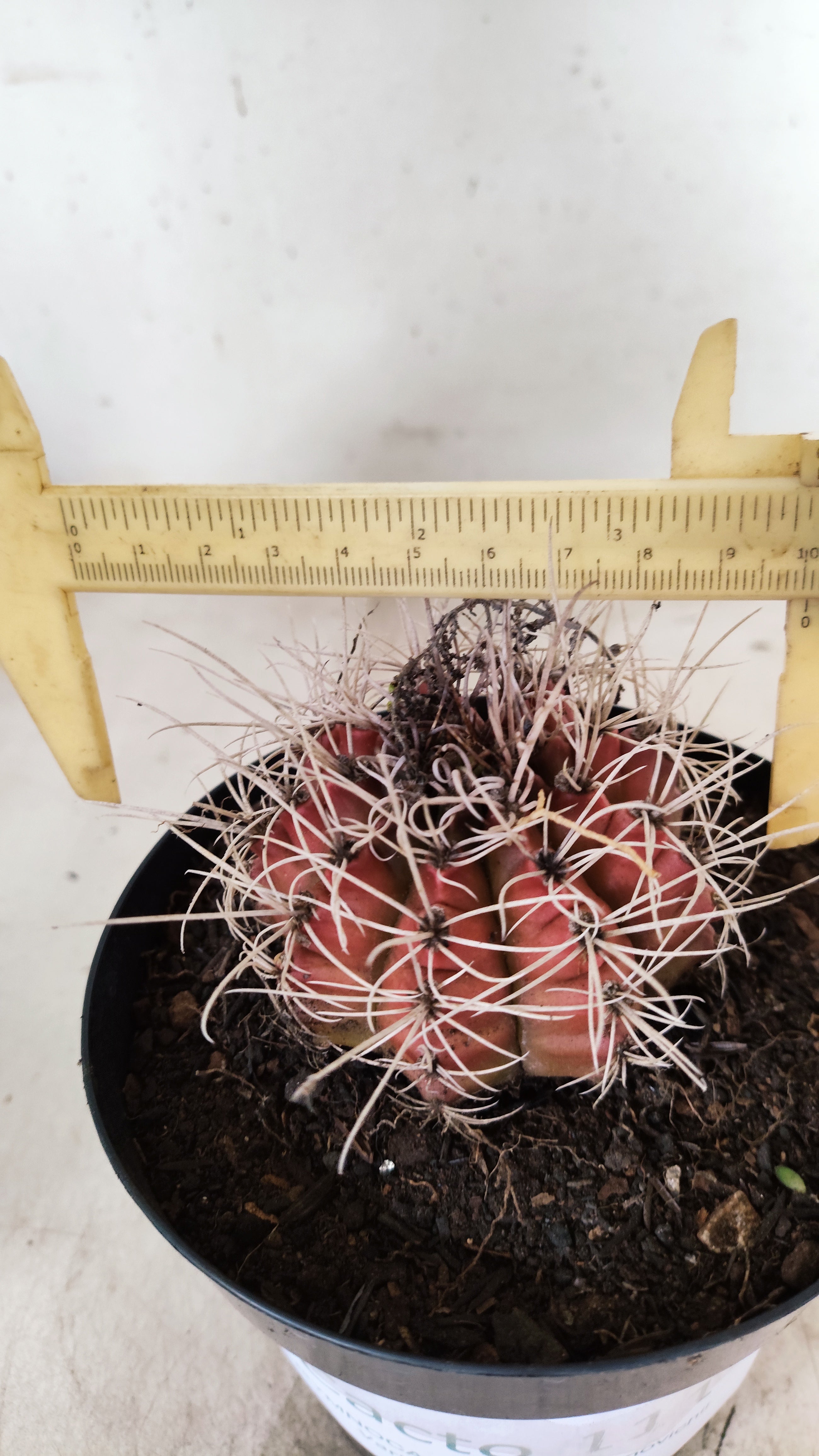 GYMNOCALYCIUM Mihanovichii Variegata  Nº 111 – vaso 15