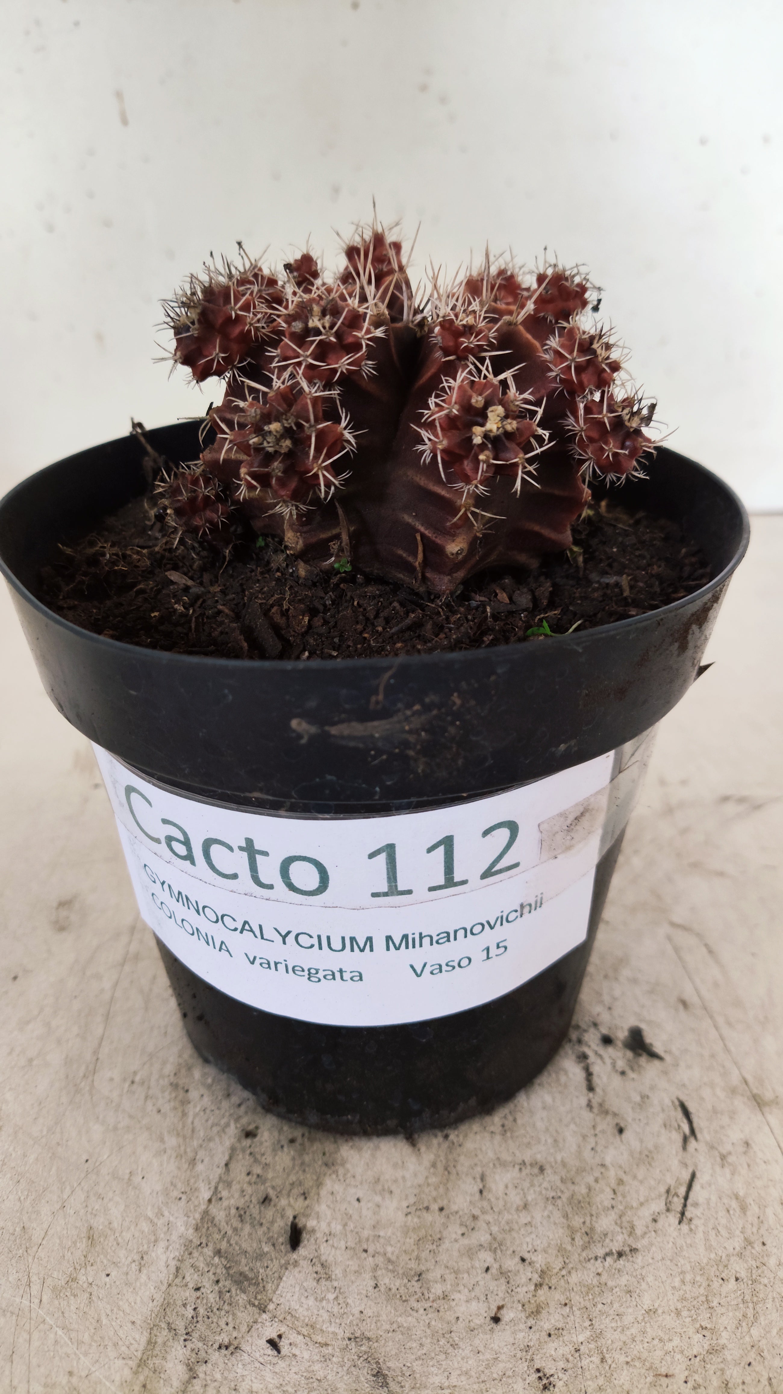 GYMNOCALYCIUM Mihanovichii Variegata "COLONIA"  Nº 112 – vaso 15
