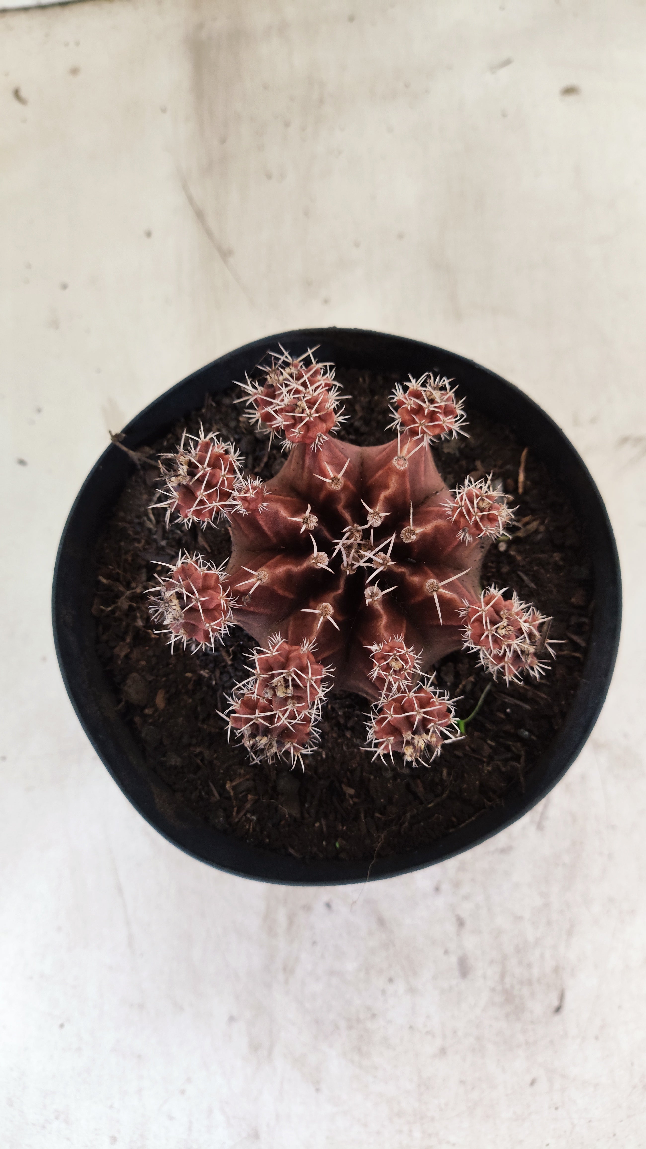 GYMNOCALYCIUM Mihanovichii Variegata "COLONIA"  Nº 112 – vaso 15