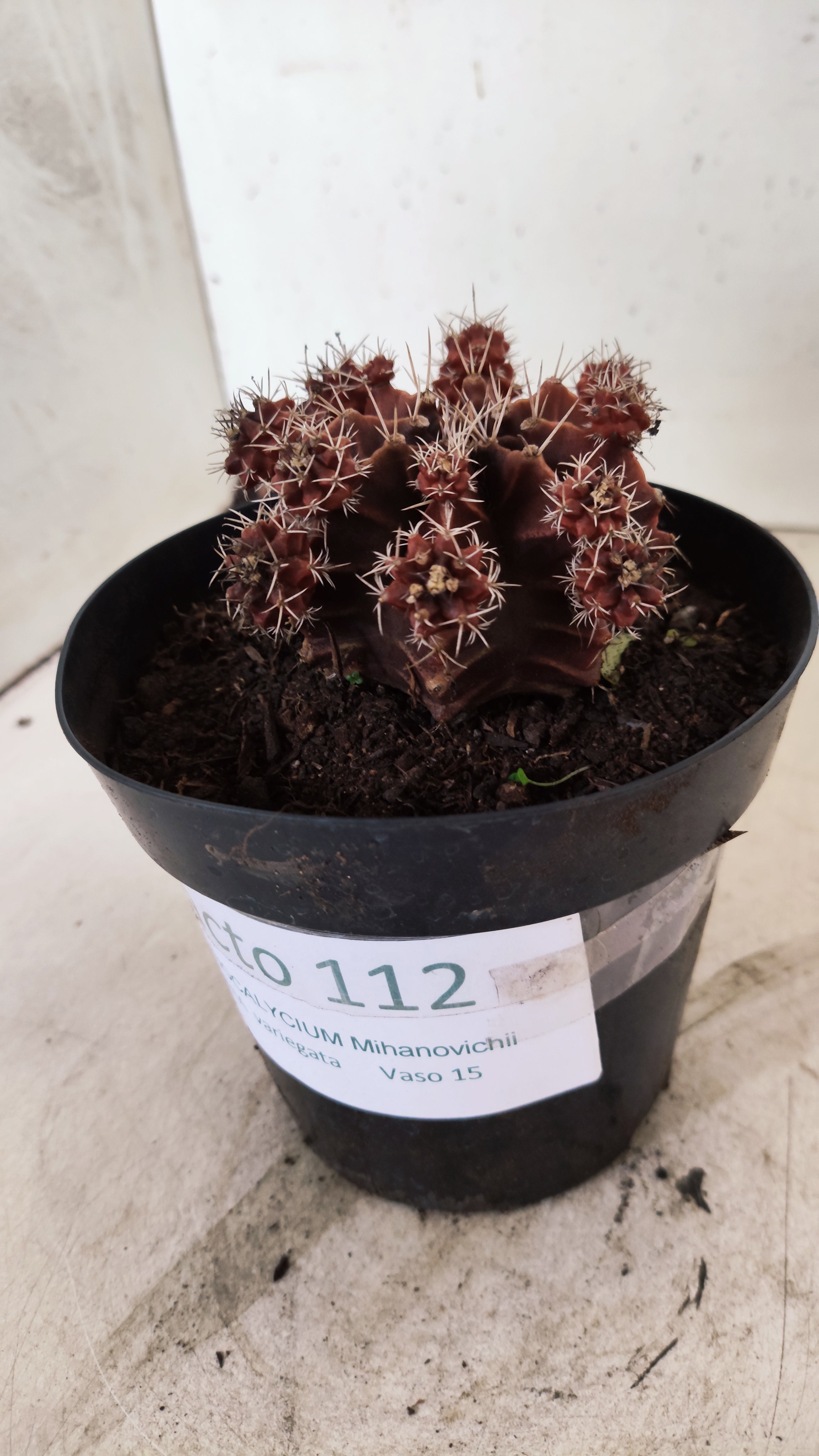 GYMNOCALYCIUM Mihanovichii Variegata "COLONIA"  Nº 112 – vaso 15