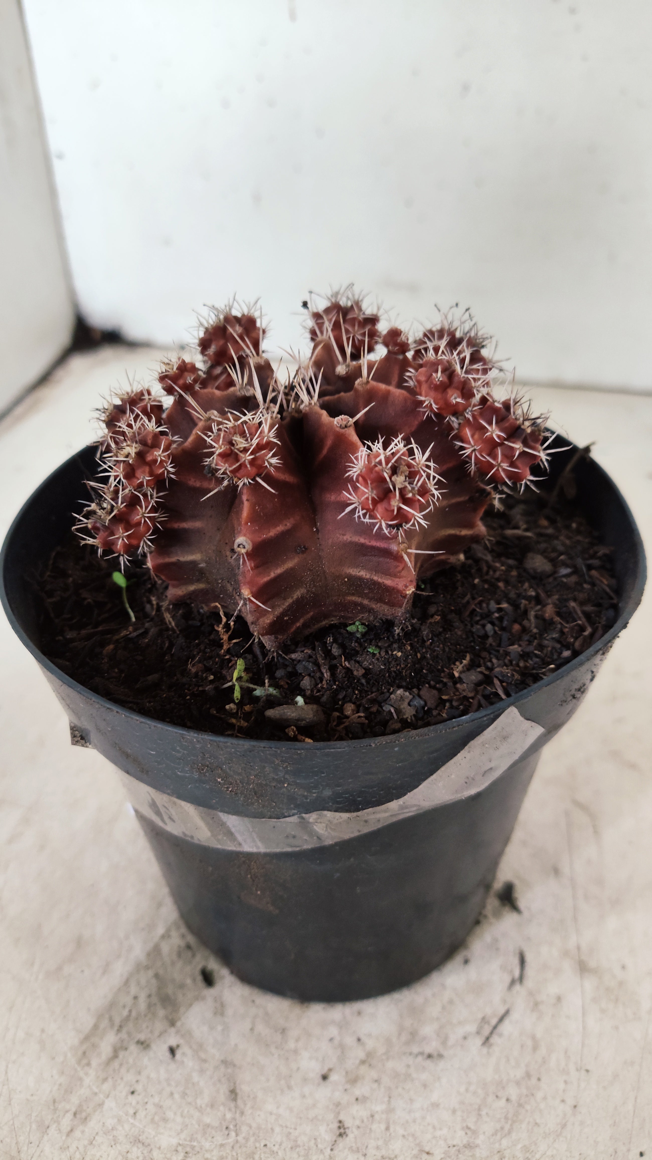 GYMNOCALYCIUM Mihanovichii Variegata "COLONIA"  Nº 112 – vaso 15