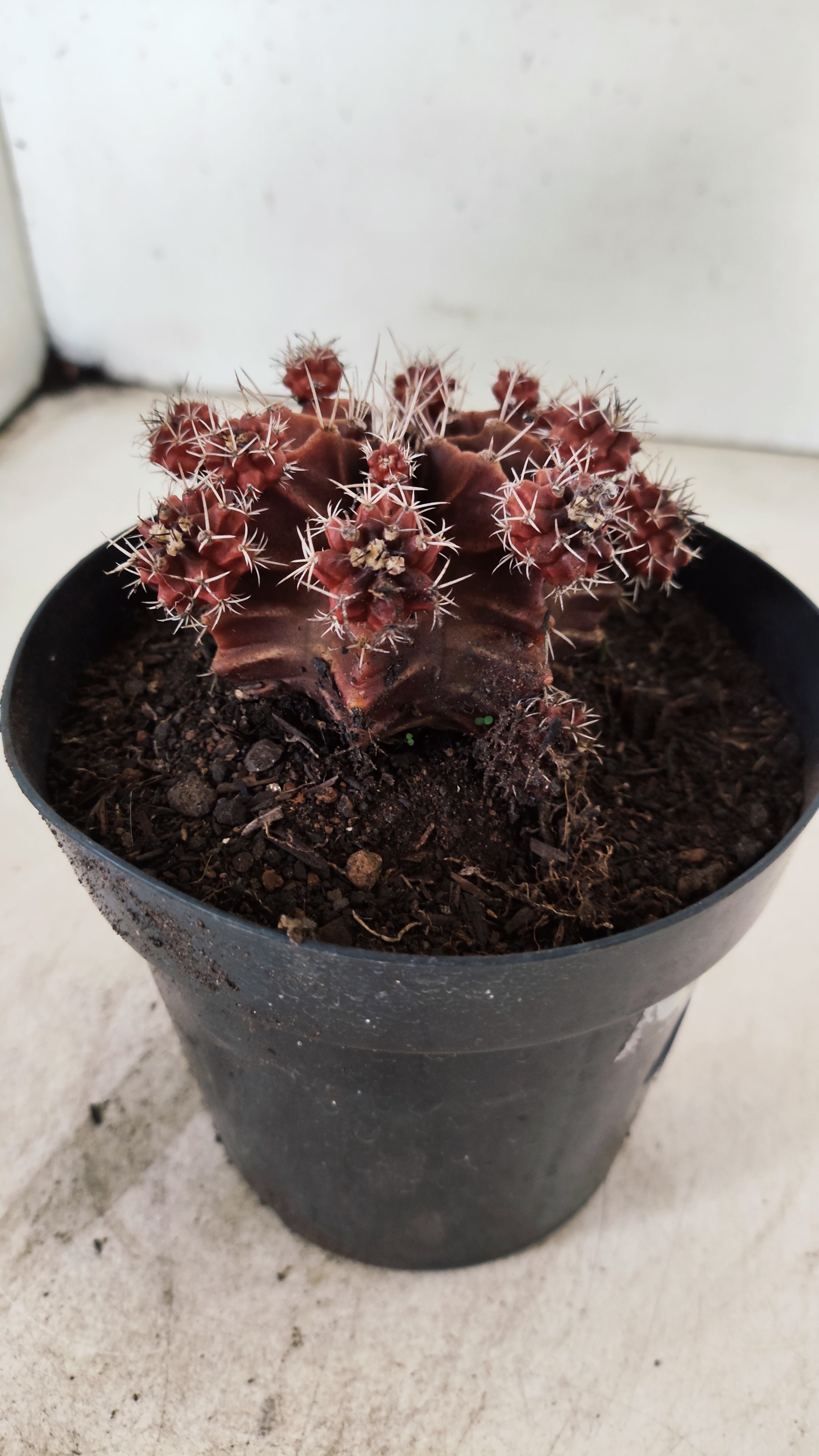GYMNOCALYCIUM Mihanovichii Variegata "COLONIA"  Nº 112 – vaso 15