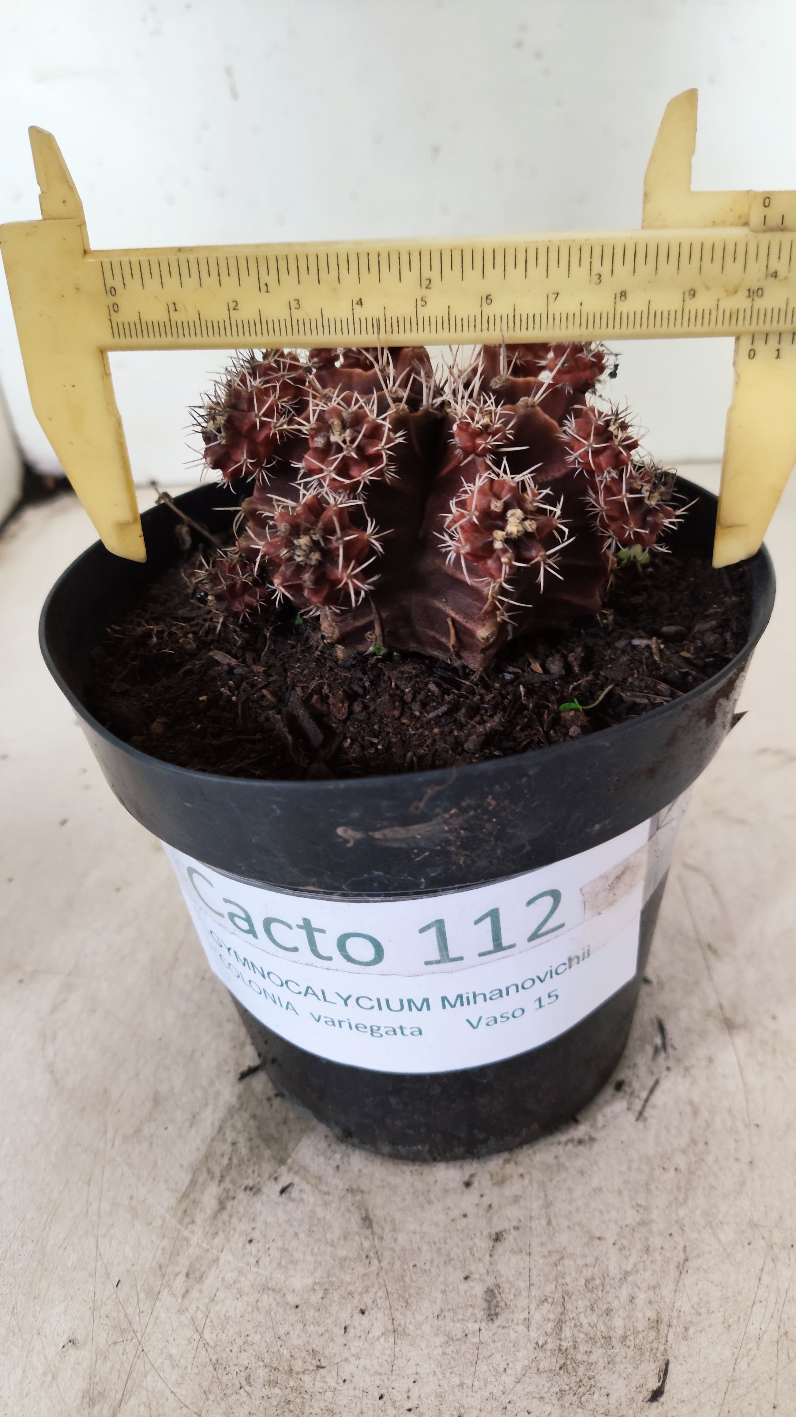 GYMNOCALYCIUM Mihanovichii Variegata "COLONIA"  Nº 112 – vaso 15