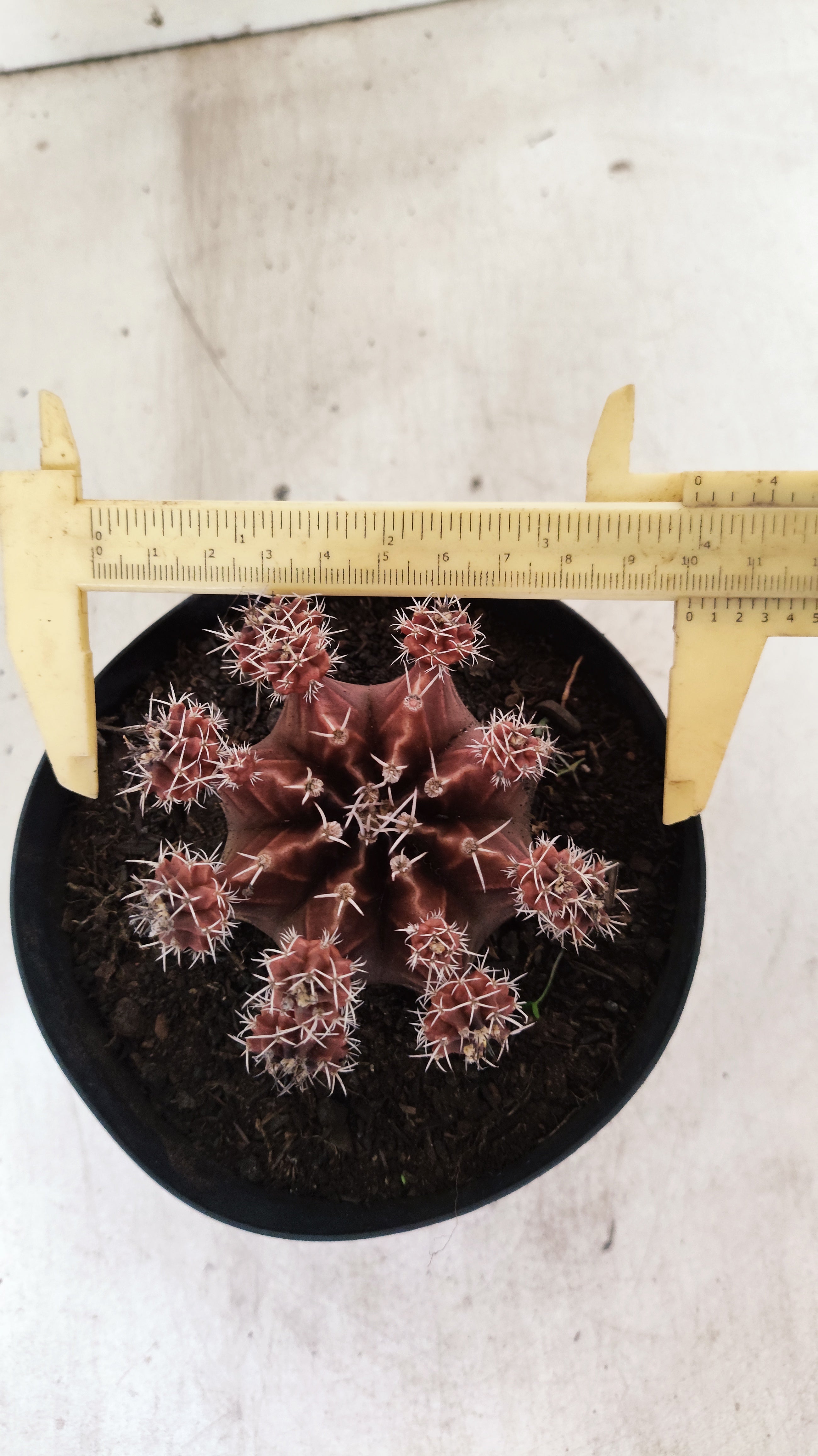 GYMNOCALYCIUM Mihanovichii Variegata "COLONIA"  Nº 112 – vaso 15