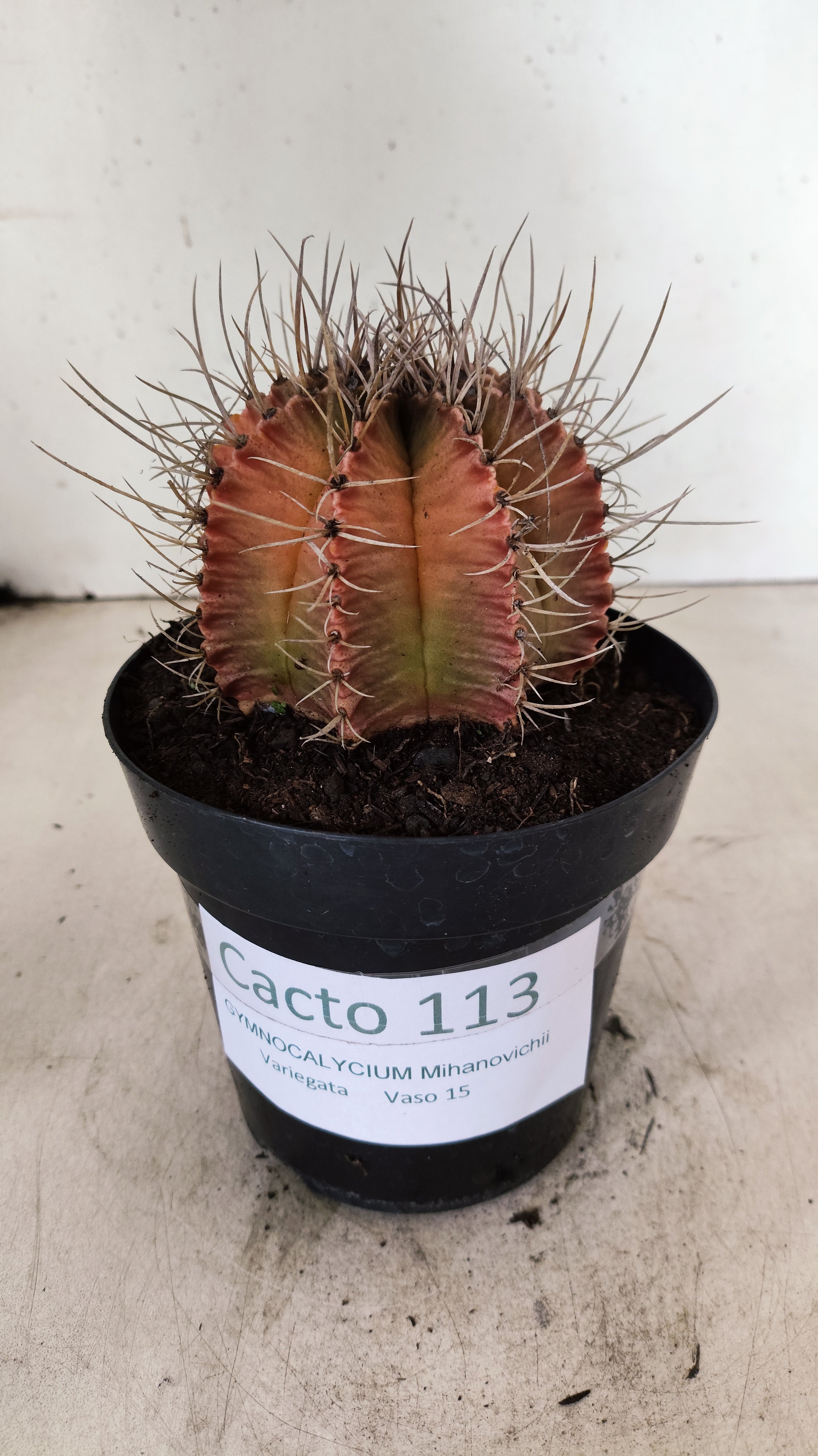 GYMNOCALYCIUM Mihanovichii Variegata  Nº 113 – vaso 15